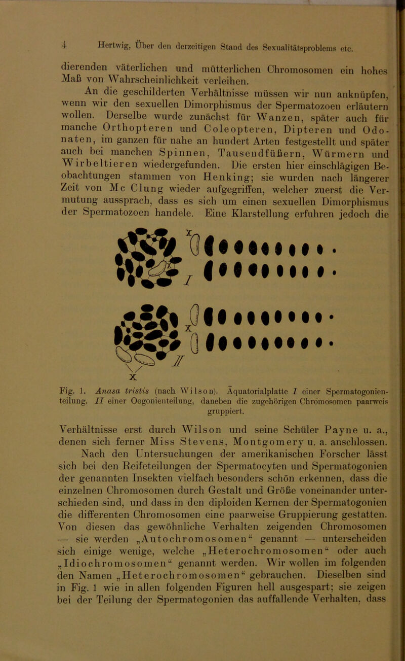 dierenden väterlichen und mütterlichen Chromosomen ein hohes Maß von Wahrscheinlichkeit verleihen. An die geschilderten Verhältnisse müssen wir nun anknüpfen, wenn wir den sexuellen Dimorphismus der Spermatozoen erläutern wollen. Derselbe wurde zunächst für Wanzen, später auch für manche Orthopteren und Coleopteren, Dipteren und Odo- naten, im ganzen für nahe an hundert Arten festgestellt und später auch bei manchen Spinnen, Tausendfüßern, Würmern und Wirbeltieren wiedergefunden. Die ersten hier einschlägigen Be- obachtungen stammen von Henking; sie wurden nach längerer Zeit von Mc Clung wieder aufgegriffen, welcher zuer.st die Ver- mutung au.ssprach, dass es sich um einen sexuellen Dimorphismus der Spermatozoen handele. Eine Klarstellung erfuhren jedoch die • • I • f • • • Fig. 1. Anasa tristis (nach Wilson). Äquatorialplatte 1 einer Spermatogonien- teilung. II einer Oogonienteilung, daneben die zugehörigen Chromosomen paarweis gruppiert. Verhältnisse erst durch Wilson und seine Schüler Payne u. a., denen sich ferner Miss Stevens, Montgomery u. a. anschlossen. Nach den Untersuchungen der amerikanischen Forscher lässt sich bei den Reifeteilungen der Spermatocyten und Spermatogonien der genannten Insekten vielfach besonders schön erkennen, dass die einzelnen Chromosomen durch Gestalt und Größe voneinander unter- schieden sind, und dass in den diploiden Kernen der Spermatogonien die differenten Chromosomen eine paarweise Gruppierung gestatten. Von diesen das gewöhnliche Verhalten zeigenden Chromosomen — sie werden „Autochromosomen“ genannt — unterscheiden sich einige wenige, welche „Heterochromosomen“ oder auch „Idiochromosomen“ genannt werden. Wir wollen im folgenden den Namen „Heterochromosomen“ gebrauchen. Dieselben sind in Fig. 1 wie in allen folgenden Figuren hell ausgespart; sie zeigen bei der Teilung der Spermatogonien das auffallende Verhalten, dass * ^ |M •• IM