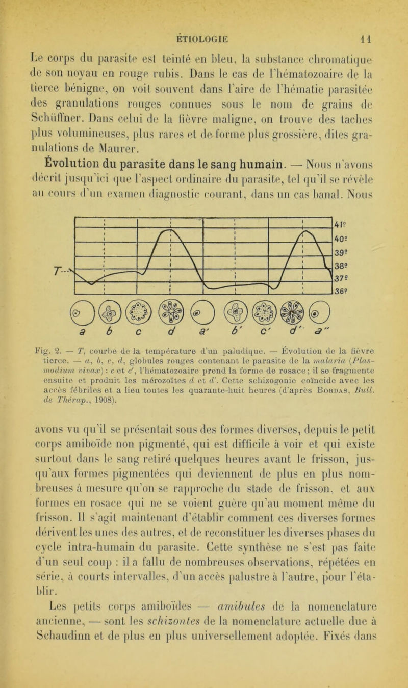 Le corps du parasite est teinté en bleu, la substance chromatique de son noyau en rouge rubis. Dans le cas de l’hématozoaire de la tierce bénigne, on voit souvent dans l’aire de l’hématie parasitée des granulations rouges connues sous le nom de grains de Schiillner. Dans celui de la Fièvre maligne, on trouve des taches plus volumineuses, plus rares et dé formé plus grossière, dites gra- nulations de Maurer. Évolution du parasite dans le sang humain. — Nous n’avons décrit jusqu ici que l’aspect ordinaire du parasite, tel qu’il se révèle au cours d’un examen diagnostic courant, dans un cas banal. Nous 41? 40? 39? 38? 37? 36? Fig. 2. — T, courbe de la température d'un paludique. — Évolution de la lièvre tierce. — a, 6, c, cl, globules rouges contenant le parasite do la malaria (Plas- modium vivax) : c et c', l'hématozoaire prend la formo de rosace ; il se fragmente ensuite et produit les mérozoïtes d et d'. Cotto schizogonie coïncide avec les accès fébriles et a lieu toutes les quarante-huit heures (d’après Bordas, Bull, de Thérap., 1908). avons vu qu’il se présentait sous des formes diverses, depuis le petit corps amiboïde non pigmenté, qui est difficile à voir et qui existe surtout dans le sang retiré quelques heures avant le frisson, jus- qu’aux formes pigmentées qui deviennent de plus en plus nom- breuses à mesure qu’on se rapproche du stade de frisson, et aux formes en rosace qui ne se voient guère qu’au moment même du frisson. Il s’agit maintenant d’établir comment ces diverses formes dérivent les unes des autres, et de reconstituer les diverses phases du cycle intra-humain du parasite. Cette synthèse ne s’est pas faite d’un seul coup : il a fallu de nombreuses observations, répétées en série, à courts intervalles, d’un accès palustre à l’autre, pour l’éta- blir. Les petits corps amiboïdes — amibules de la nomenclature ancienne, — sont les schizontes de la nomenclature actuelle due à Schaudinn et de plus en plus universellement adoptée. Fixés dans