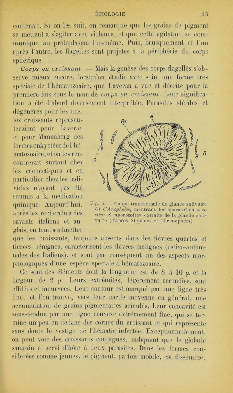 contenait. Si on les suit, on remarque que les grains de pigment se mettent à s’agiter avec violence, et que cette agitation se com- munique au protoplasma lui-même. Puis, brusquement et Pun après l’autre, les flagelles sont projetés à la périphérie du corps sphérique. Corps en croissant. — Mais la genèse des corps flagellés s’ob- serve mieux encore, lorsqu’on étudie avec soin une forme très spéciale de l’hématozoaire, que Laveran a vue et décrite pour la première fois sous le nom de corps en croissant. Leur significa- tion a été d’abord diversement interprétée. Parasites stériles et dégénérés pour les uns, les croissants représen- teraient pour Laveran et pour Mannaberg des formes enkystées de l’hé- matozoaire, et on les ren- contrerait surtout chez les cachectiques et eu particulier chez les indi- vidus n’ayant pas été soumis à la médication quinique. Aujourd’hui, après les recherches des savants italiens et an- glais, on tend à admettre que les croissants, toujours absents dans les fièvres quartes et tierces bénignes, caractérisent les fièvres malignes (estivo-autom- nales des Italiens), et sont par conséquent un des aspects mor- phologiques d’une espèce spéciale d’hématozoaire. Ce sont des éléments dont la longueur est de 8 à 10 a et la largeur de a. Leurs extrémités, légèrement arrondies, sont effilées et incurvées. Leur contour est marqué par une ligne très fine, et l’on trouve, vers leur partie moyenne en général, une accumulation de grains pigmentaires aciculés. Leur concavité est sous-tendue par une ligne convexe extrêmement fine, qui se ter- mine un' peu en dedans des cornes du croissant et qui représente sans doute le vestige de l'hématie infectée. Exceptionnellement, on peut voir des croissants conjugués, indiquant que le globule sanguin a servi d’hôte à deux parasites. Dans les formes con- sidérées comme jeunes, le pigment, parfois mobile, est disséminé. Fig. 5. — Coupe transversale de glande salivaire Gl d'Anopheles, montrant les sporozoïtes a in situ-, S, sporozoïtes extraits de la glande sali- vaire (d’après Stephens et Christopliers).