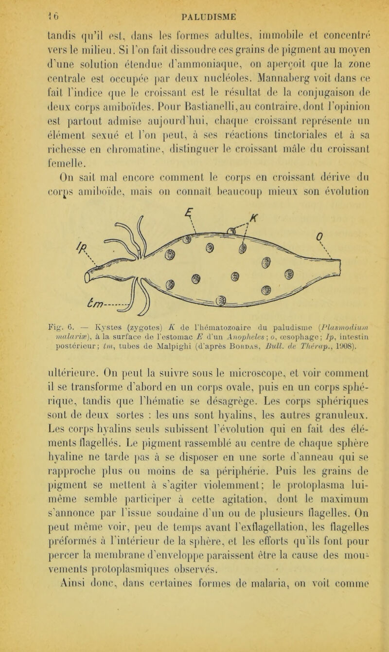 tandis qu’il est, dans les formes adultes, immobile et concentré vers le milieu. Si l’on fait dissoudre ces grains de pigment au moyen d’une solution étendue d’ammoniaque, on aperçoit que la zone centrale est occupée par deux nucléoles. Mannaberg voit dans ce fait l’indice que le croissant est le résultat de la conjugaison de deux corps amiboïdes. Pour Bastianelli,au contraire, dont l’opinion est partout admise aujourd’hui, chaque croissant représente un élément sexué et l’on peut, à ses réactions tinctoriales et à sa richesse en chromatine, distinguer le croissant mâle du croissant femelle. On sait mal encore comment le corps en croissant dérive du corps amiboïde, mais ou connaît beaucoup mieux son évolution Fig. 6. — Kystes (zygotes) K do l'hématozoaire du paludisme (Plasmodium malavisé), à la surface de l’estomac E d'un Anophèles ; o, œsophage; Jp, intestin postérieur; tm, tubes de Malpighi (d’après Boudas, Bull, de Thérap., 1008). ultérieure. On peut la suivre sous le microscope, et voir comment il se transforme d’abord en un corps ovale, puis en un corps sphé- rique, tandis que l’hématie se désagrège. Les corps sphériques sont de deux sortes : les uns sont hyalins, les autres granuleux. Les corps hyalins seuls subissent l’évolution qui en fait des élé- ments flagellés. Le pigment rassemblé au centre de chaque sphère hyaline ne tarde pas à se disposer en une sorte d’anneau qui se rapproche plus ou moins de sa périphérie. Puis les grains de pigment se mettent à s’agiter violemment; le protoplasma lui- même semble participer à cette agitation, dont le maximum s’annonce par l’issue soudaine d’un ou de plusieurs llagelles. On peut même voir, peu de temps avant l’exflagellation, les flagelles préformés à l’intérieur de la sphère, et les efforts qu’ils font pour percer la membrane d’enveloppe paraissent être la cause des mou- vements protoplasmiques observés. Ainsi donc, dans certaines formes de malaria, on voit comme