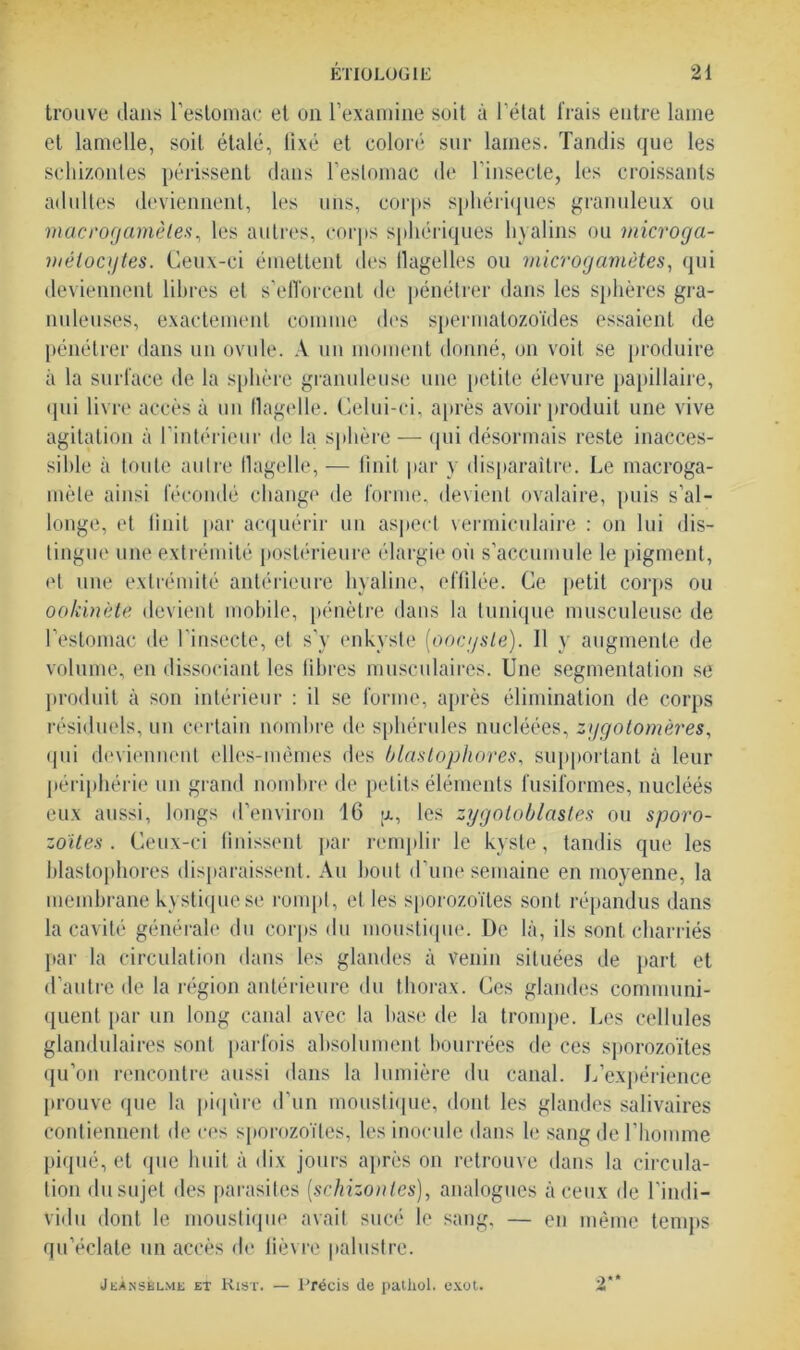 trouve clans l’estomac et on l’examine soit à l’état frais entre lame et lamelle, soit étalé, lixé et coloré sur lames. Tandis que les sehizontes périssent clans l’estomac de l'insecte, les croissants adultes deviennent, les uns, corps sphériques granuleux ou macrogamèles, les autres, corps sphériques hyalins ou microga- métocytes. Ceux-ci émettent des flagelles ou microgamètes, qui deviennent libres et s’efforcent de pénétrer dans les sphères gra- nuleuses, exactement comme des spermatozoïdes essaient de pénétrer dans un ovule. A un moment donné, on voit se produire à la surface de la sphère granuleuse une petite élevure papillaire, qui livre accès à un flagelle. Celui-ci, après avoir produit une vive agitation à l’intérieur de la sphère — qui désormais reste inacces- sible à toute autre flagelle, — finit par y disparaître. Le macroga- mèle ainsi fécondé change de forme, devient ovalaire, puis s’al- longe, et finit par acquérir un aspect vermiculaire : on lui dis- tingue une extrémité postérieure élargie où s’accumule le pigment, et une extrémité antérieure hyaline, effilée. Ce petit corps ou ookinète devient mobile, pénètre clans la tunique musculeuse de l’estomac de l'insecte, et s’y enkyste (oocgsle). Il y augmente de volume, en dissociant les libres musculaires. Une segmentation se produit à son intérieur : il se forme, après élimination de corps résiduels, un certain nombre de sphérules nucléées, zygotomères, qui deviennent elles-mêmes des blastophores, supportant à leur périphérie un grand nombre de petits éléments fusiformes, nucléés eux aussi, longs d’environ 16 g, les zygotoblastes ou sporo- zoites . Ceux-ci finissent par remplir le kyste, tandis que les blastophores disparaissent. Au bout d’une semaine en moyenne, la membrane kystique se rompt, et les sporozoïtes sont répandus clans la cavité générale du corps du moustique. De là, ils sont charriés par la circulation dans les glandes à venin situées de part et d’autre de la région antérieure du thorax. Ces glandes communi- quent par un long canal avec la base de la trompe. Les cellules glandulaires sont parfois absolument bourrées de ces sporozoïtes qu’on rencontre aussi clans la lumière du canal. L’expérience prouve que la piqûre d’un moustique, dont les glandes salivaires contiennent de ces sporozoïtes, les inocule dans le sang de l’homme piqué, et (pie huit à dix jours après on retrouve clans la circula- tion du sujet des parasites (sehizontes), analogues à ceux de l’indi- vidu dont le moustique avait sucé le sang, — en même temps qu’éclate un accès de fièvre palustre.