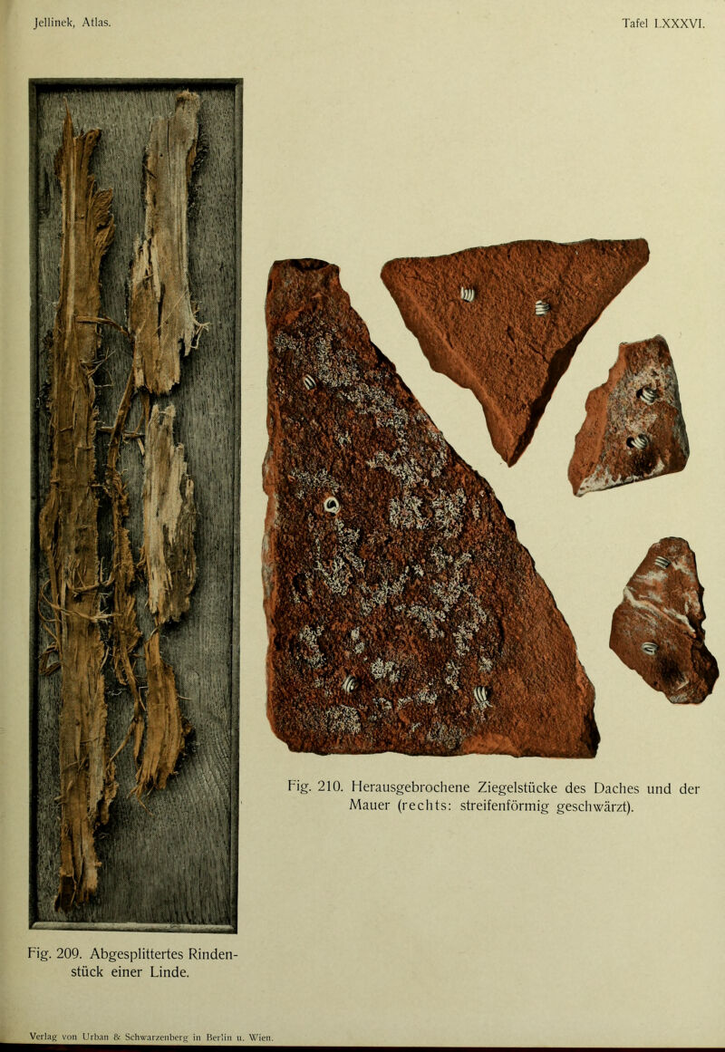 Fig. 209. Abgesplittertes Rinden- stück einer Linde.