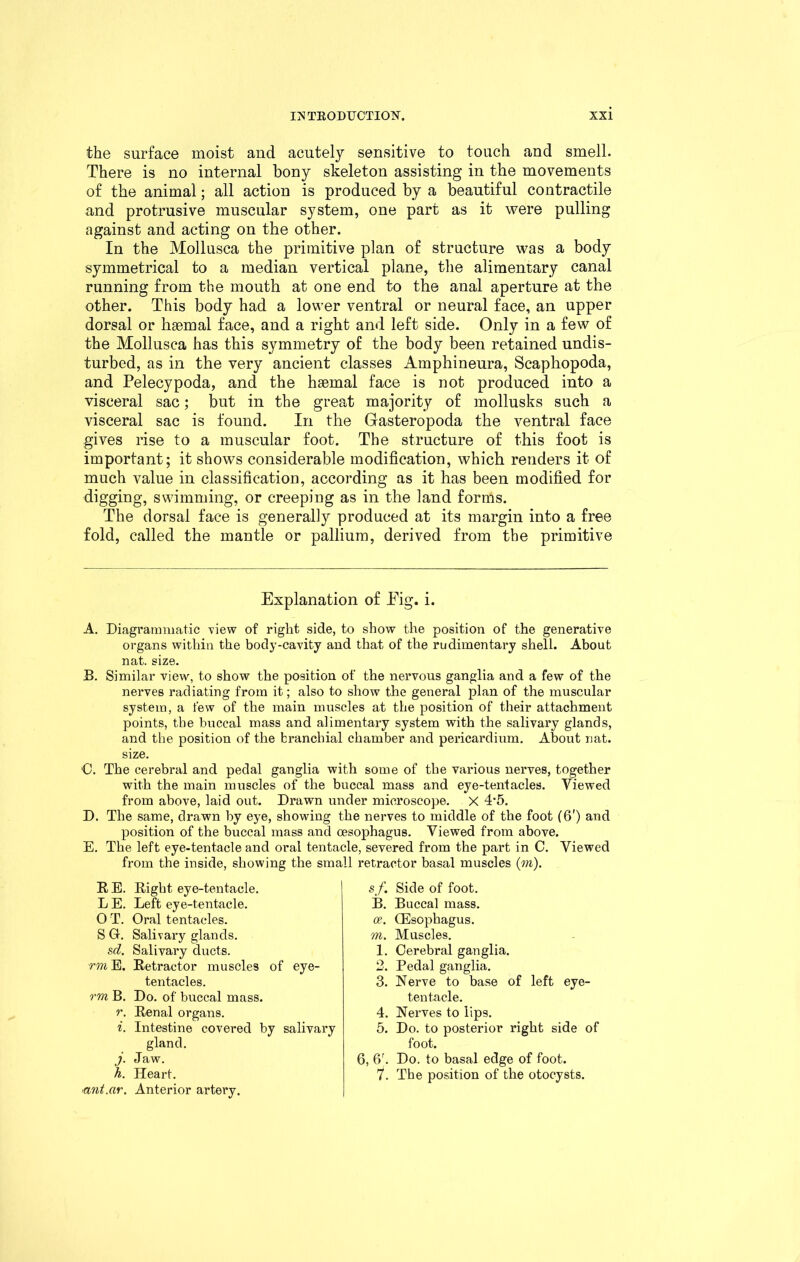 the surface moist and acutely sensitive to touch and smell. There is no internal bony skeleton assisting in the movements of the animal; all action is produced by a beautiful contractile and protrusive muscular system, one part as it were pulling against and acting on the other. In the Mollusca the primitive plan of structure was a body symmetrical to a median vertical plane, the alimentary canal running from the mouth at one end to the anal aperture at the other. This body had a lower ventral or neural face, an upper dorsal or haemal face, and a right and left side. Only in a few of the Mollusca has this symmetry of the body been retained undis- turbed, as in the very ancient classes Amphineura, Scaphopoda, and Pelecypoda, and the haemal face is not produced into a visceral sac; but in the great majority of mollusks such a visceral sac is found. In the Gasteropoda the ventral face gives rise to a muscular foot. The structure of this foot is important; it shows considerable modification, which renders it of much value in classification, according as it has been modified for digging, swimming, or creeping as in the land forms. The dorsal face is generally produced at its margin into a free fold, called the mantle or pallium, derived from the primitive Explanation of Eig. i. A. Diagrammatic view of right side, to show the position of the generative organs within the body-cavity and that of the rudimentary shell. About nat. size. B. Similar view, to show the position of the nervous ganglia and a few of the nerves radiating from it; also to show the general plan of the muscular system, a few of the main muscles at the position of their attachment points, the buccal mass and alimentary system with the salivary glands, and the position of the branchial chamber and pericardium. About nat. size. O. The cerebral and pedal ganglia with some of the various nerves, together with the main muscles of the buccal mass and eye-tentacles. Viewed from above, laid out. Drawn under microscope. X T5. D. The same, drawn by eye, showing the nerves to middle of the foot (6') and position of the buccal mass and oesophagus. Viewed from above. E. The left eye-tentacle and oral tentacle, severed from the part in C. Viewed from the inside, showing the small retractor basal muscles (m). R E. Right eye-tentacle. L E. Left eye-tentacle. O T. Oral tentacles. S G. Salivary glands. sd. Salivary ducts. rm E. Retractor muscles of eye- tentacles. rm B. Do. of buccal mass. r. Renal organs. i. Intestine covered by salivary gland. j. Jaw. h. Heart. ■ant.ar. Anterior artery. sf. Side of foot. B. Buccal mass. ce. (Esophagus. m. Muscles. 1. Cerebral ganglia. 2. Pedal ganglia. 3. Nerve to base of left eye- tentacle. 4. Nerves to lips. 5. Do. to posterior right side of foot. 6, 6r. Do. to basal edge of foot. 7*. The position of the otocysts.