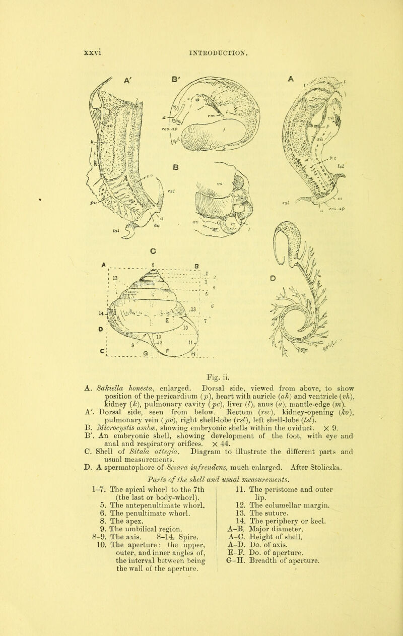 C Fig. ii. A. Saiaella honesta, enlarged. Dorsal side, viewed from above, to show position of the pericardium (jp), heart with auricie (ah) and ventricle (vh), kidney (Jc), pulmonary cavity (pc), liver (l), anus (a), mantle-edge (m). A'. Dorsal side, seen from below. Kectum (rec), kidney-opening (ho), pulmonary vein (pv), right shell-lobe (rsl), left shell-lobe (Isl). B. Microcystis arnbce, showing embryonic shells within the oviduct, x 9. B'. An embryonic shell, showing development of the foot, with eye and anal and respiratory orifices. X 44. C. Shell of Sit ala attegia. Diagram to illustrate the different parts and usual measurements. D. A spermatophore of Sesara infrendens, much enlarged. After Stoliczka. Parts of the shell and usual 'measurements. 1-7. The apical whorl to the 7th (the last or body-whorl). 5. The antepenultimate whorl. 6. The penultimate whorl. 8. The apex. 9. The umbilical region. 8-9. The axis. 8-14. Spire. 10. The aperture : the upper, outer, and inner angles of, the interval bc-tween being the w’all of the aperture. 11. The peristome and outer lip. 12. The columellar margin. 13. The suture. 14. The periphery or keel. A-B. Major diameter. A-C. Height of shell. A-D. Do. of axis. E-F. Do. of aperture. G-H. Breadth of aperture.