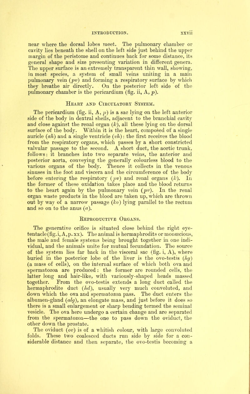 near where the dorsal lobes meet. The pulmonary chamber or cavity lies beneath the shell on the left side just behind the upper margin of the peristome and continues back for some distance, its general shape and size presenting variation in different genera. The upper surface is an extremely transparent thin wall, showing, in most species, a system of small veins uniting in a main pulmonary vein (pv) and forming a respiratory surface by which they breathe air directly. On the posterior left side of the pulmonary chamber is the pericardium (fig. ii, A, p). Heart and Circulatory System. The pericardium (fig. ii, A, p) is a sac lying on the left anterior side of the body in ciextral shells, adjacent to the branchial cavity and close against the renal organ (&), all these lying on the dorsal surface of the body. Within it is the heart, composed of a single auricle (ah) and a single ventricle (vh): the first receives the blood from the respiratory organs, which passes by a short constricted valvular passage to the second. A short duct, the aortic trunk, follows: it branches into two separate veins, the anterior and posterior aorta, conveying the generally colourless blood to the various organs of the body. Thence it collects in the venous sinuses in the foot and viscera and the circumference of the body before entering the respiratory (pv) and renal organs (lc). In the former of these oxidation takes place and the blood returns to the heart again by the pulmonary vein {pv). In the renal organ waste products in the blood are taken up, which are thrown out by way of a narrow passage (ko) lying parallel to the rectum and so on to the anus (a). Beproductiye Organs. The generative orifice is situated close behind the right eye- tentacle (fig. i, A, p. xx). The animal is hermaphrodits or monoecious, the male and female systems being brought together in one indi- vidual, and the animals unite for mutual fecundation. The source of the system lies far back in the visceral sac (fig. i, A), where buried in the posterior lobe of the liver is the ovo-testis (Jig) (a mass of cells), on the internal surface of which both ova and spermatozoa are produced : the former are rounded cells, the latter long and hair-like, with variously-shaped heads massed together. From the ovo-testis extends a long duct called the hermaphrodite duct (AcZ), usually very much convoluted, and down which the ova and spermatozoa pass. The duct enters the albumen-gland (alg), an elongate mass, and just before it does so there is a small enlargement or sharp bending termed the seminal vesicle. The ova here undergo a certain change and are separated from the spermatozoa—the one to pass down the oviduct, the other down the prostate. The oviduct (ov) is of a whitish colour, with large convoluted folds. These two coalesced ducts run side by side for a con- siderable distance and then separate, the ovo-testis becoming a
