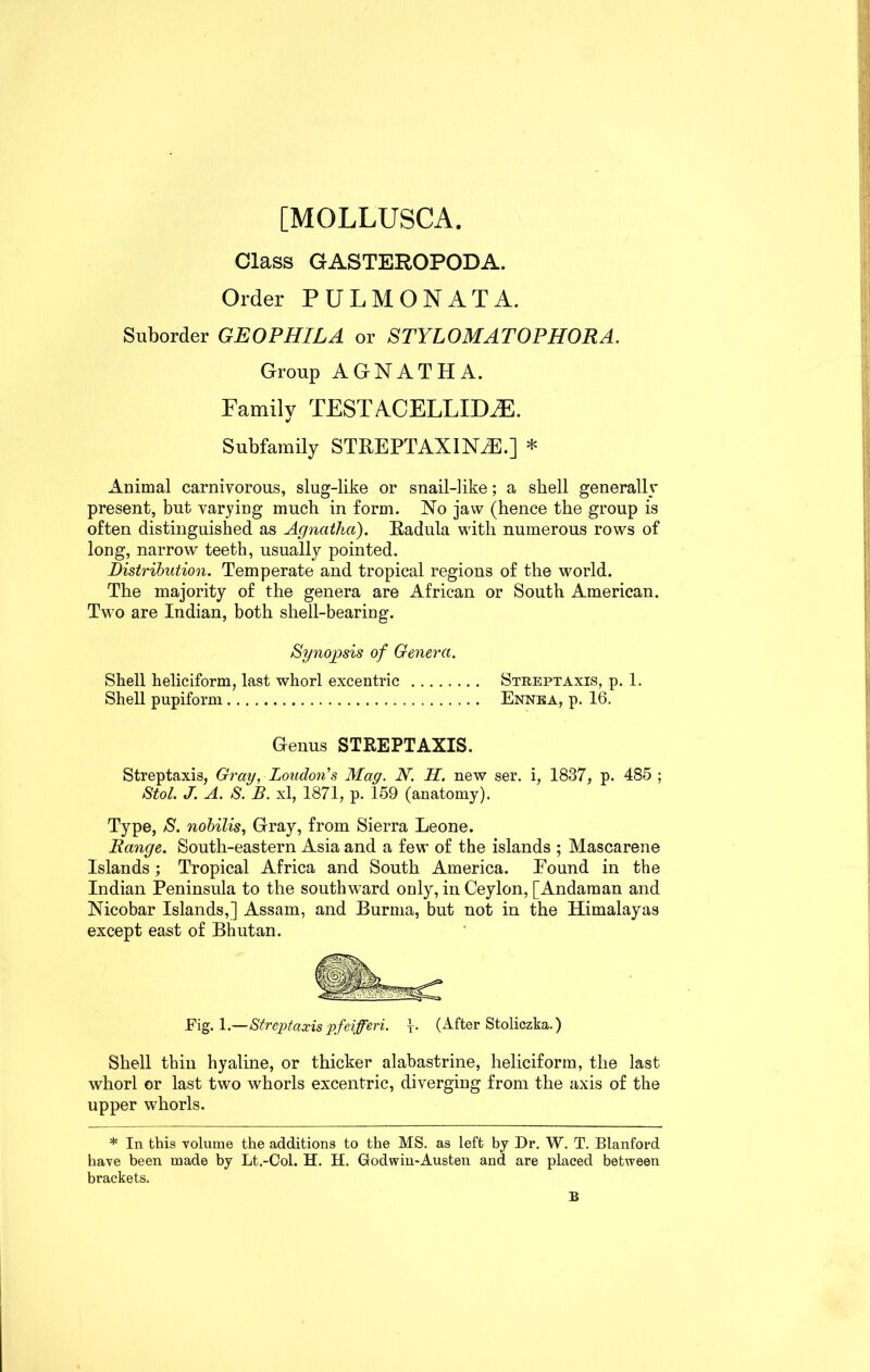 [MOLLUSCA. Class GASTEROPODA. Order PULMONATA. Suborder GEOPHILA or STYLOMATOPHORA. Group A G N A T H A. Family TESTACELLID2E. %! Subfamily STREPTAXINiE.] * Animal carnivorous, slug-like or snail-like; a shell generally present, but varying much in form. No jaw (hence the group is often distinguished as Agnathci). Radula with numerous rows of long, narrow teeth, usually pointed. Distribution. Temperate and tropical regions of the world. The majority of the genera are African or South American. Two are Indian, both shell-bearing. Synopsis of Genera. Shell heliciform, last whorl excentric Streptaxis, p. 1. Shell pupiform Ennka, p. 16. Genus STREPTAXIS. Streptaxis, Gray, Loudon's Mag. N. H. new ser. i, 1837, p. 485 ; Stol. J. A. S. B. xl, 1871, p. 159 (anatomy). Type, S. nobilis, Gray, from Sierra Leone. Bange. South-eastern Asia and a few of the islands ; Mascarene Islands; Tropical Africa and South America. Found in the Indian Peninsula to the southward only, in Ceylon, [Andaman and Nicobar Islands,] Assam, and Burma, but not in the Himalayas except east of Bhutan. Fig. 1.—Streptaxis pfeifferi. (After Stoliczka.) Shell thin hyaline, or thicker alabastrine, heliciform, the last whorl or last two whorls excentric, diverging from the axis of the upper whorls. * In this volume the additions to the MS. as left by Dr. W. T. Blanford have been made by Lt.-Col. H. H. Godwin-Austen and are placed between brackets. £