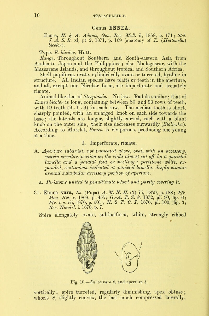 Genus ENNEA. Ennea, H. 8f A. Adams, Gen. Bee. Moll. ii, 1858, p. 171; Stol. J. A. S. B. xl, pt. 2, 1871, p. 169 (anatomy of E. (Iluttonella) bicolor). Type, E. bicolor, Hutt. Range. Throughout Southern and South-eastern Asia from Arabia to Japan and the Philippines ; also Madagascar, with the Mascarene Islands, and throughout tropical aud Southern Africa. Shell pupiform, ovate, cylindrically ovate or turreted, hyaline in structure. All Indian species have plaits or teeth in the aperture, and all, except one Nicobar form, are imperforate and arcuately rimate. Animal like that of Streptaccis. No jaw. Eadula similar ; that of Ennea bicolor is long, containing between 80 and 90 rows of teeth, with 19 teeth (9.1.9) in each row. The median tooth is short, sharply pointed, with an enlarged knob on each side towards the base; the laterals are longer, slightly curved, each with a blunt knob on the outer side; their size decreases outwardly (StoliczJca). According to Morelet, Ennea is viviparous, producing one young at a time. I. Imperforate, rimate. A. Aperture subaceial, not truncated above, oval, with an accessory, nearly circular, portion on the right almost cut off by a parietal lamella and a palatal fold or swelling ; peristome white, ex- panded, continuous, indented at parietal lamella, deeply sinuate around subtubular accessory portion of aperture. a. Peristome united to pemdtimate whorl and partly covering it. 31. Ennea vara, Bs. (Pupa) A. M. N. H. (3) iii, 1859, p. 188; Pfr. Mon. Hel. v, 1868, p. 455; G.-A. P. Z. S. 1872, pi. 30, fig. 6; Pfr. t.c. vii, 1876, p. 501; II. $ T. C. I. 1876, pi. 100, !fig. 3; Nev. Hand-l. i. 1878, p. 7. Spire elongately ovate, subfusiform, white, strongly ribbed Fig. 10.—Ennea vara and aperture f. vertically ; spire turreted, regularly diminishing, apex obtuse; whorls 8, slightly convex, the last much compressed laterally,