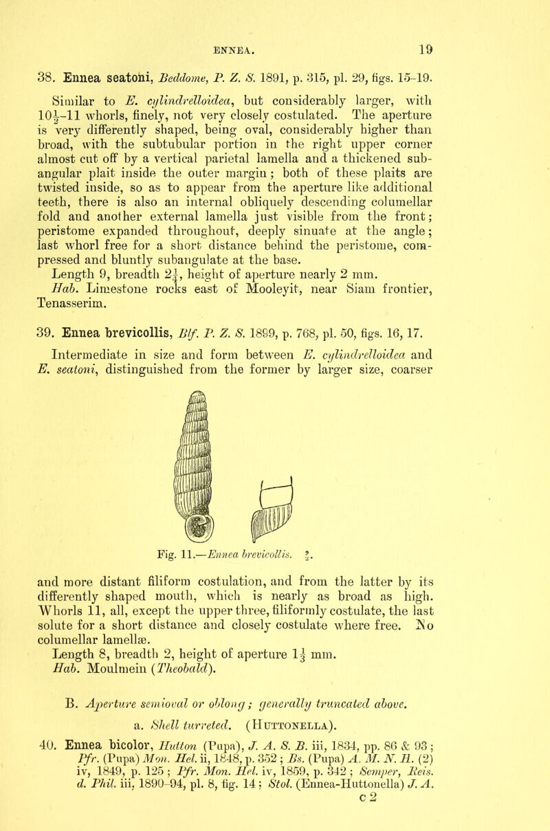 38. Ennea seatohi, Beddome, P. Z. S. 1891, p. 315, pi. 29, figs. 15-19. Similar to E. cylindrelloidea, but considerably larger, with 104-11 whorls, finely, not very closely costulated. The aperture is very differently shaped, being oval, considerably higher than broad, with the subtubular portion in the right upper corner almost cut off by a vertical parietal lamella and a thickened sub- angular plait inside the outer margin; both of these plaits are twisted inside, so as to appear from the aperture like additional teeth, there is also an internal obliquely descending columellar fold and another external lamella just visible from the front; peristome expanded throughout, deeply sinuate at the angle; last whorl free for a short distance behind the peristome, com- pressed and bluntly subangulate at the base. Length 9, breadth 2|, height of aperture nearly 2 mm. Hab. Limestone rocks east of Mooleyit, near Siam frontier, Tenasserim. 39. Ennea hrevicollis, Blf. P. Z. S. 1899, p. 768, pi. 50, figs. 16,17. Intermediate in size and form between E. cylindrelloidea and E. seatoni, distinguished from the former by larger size, coarser Fig. 11. —Ennea hrevicollis. .®. and more distant filiform costulation, and from the latter by its differently shaped mouth, which is nearly as broad as high. Whorls 11, all, except the upper three, filiformly costulate, the last solute for a short distance and closely costulate where free. ISo columellar lamellae. Length 8, breadth 2, height of aperture 1^ mm. Hab. Moulmein (Theobald). B. Aperture semioval or oblong ; generally truncated above. a. Shell turretecl. (Huttonella). 40. Ennea bicolor, Hutton (Pupa), J. A. S. B. iii, 1834, pp. 86 & 93; Pfr. (Pupa) Mon. Hel. ii, 1848, p. 352 ; Bs. (Pupa) A. M. N. II. (2) iv, 1849, p. 125 ; Pfr. Mon. Hel. iv, 1859, p. 342 ; Semper, Beis. d. Phil, iii, 1890-94, pi. 8, fig. 14 : Stol. (Ennea-Huttonella) J. A.