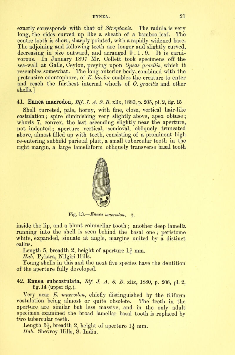 exactly corresponds with that of Streptaxis. The radula is very long, the sides curved up like a sheath of a bamboo-leaf. The centre tooth is short, sharply pointed, with a rapidly widened base. The adjoining and following teeth are longer and slightly curved, decreasing in size outward, and arranged 9.1.9. It is carni- vorous. In January 1897 Mr. Collett took specimens off the sea-wall at Gralle, Ceylon, preying upon Ojpeas gracilis, which it resembles somewhat. The long anterior body, combined with the protrusive odontophore, of E. bicolor enables the creature to enter and reach the furthest internal whorls of 0. gracilis and other shells.] 41. Ennea macrodon, Blf. J. A. S. B. xlix, 1880, p. 205, pi. 2, fig. 15 Shell turreted, pale, horny, with fine, close, vertical hair-like costulation; spire diminishing very slightly above, apex obtuse; whorls 7, convex, the last ascending slightly near the aperture, not indented; aperture vertical, semioval, obliquely truncated above, almost filled up with teeth, consisting of a prominent high re-entering subbifid parietal plait, a small tubercular tooth in the right margin, a large lamelliform obliquely transverse basal tooth Fig. 13.—Ennea macrodon. inside the lip, and a blunt eolumellar tooth ; another deep lamella running into the shell is seen behind the basal one; peristome white, expanded, sinuate at angle, margins united by a distinct callus. Length 5, breadth 2, height of aperture 1| mm. Hab. Pykara, Nilgiri Hills. Young shells in this and the next five species have the dentition of the aperture fully developed. 42. Ennea subcostulata, Blf. J. A. S. B. xlix, 1880, p. 206, pi. 2, fig. 14 (upper fig.). Very near E. macroclon, chiefly distinguished by the filiform costulation being almost or quite obsolete. The teeth in the aperture are similar but less massive, and in the only adult specimen examined the broad lamellar basal tooth is replaced by two tubercular teeth. Length 5i breadth 2, height of aperture 11 mm. Hab. Shevroy Hills, S. India.