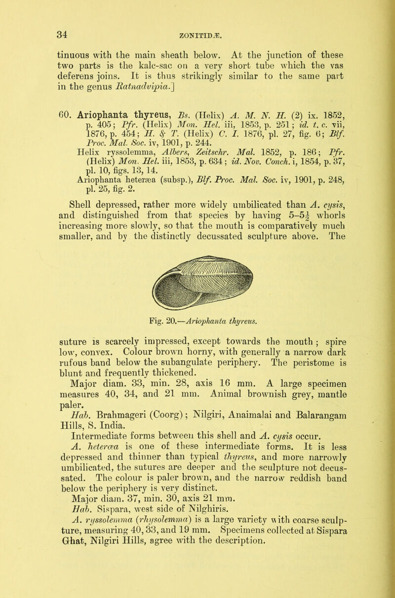 tinuous with the main sheath below. At the junction of these two parts is the kalc-sac on a very short tube which the vas deferens joins. It is thus strikingly similar to the same part in the genus JRatnadvipia.~\ 60. Ariophanta thyreus, Bs. (Helix) A. M. N. H. (2) ix. 1852, p. 405; Pfr. (Helix) Mon. Mel. iii, 1853, p. 251; id. t. c. vii, 1876, p. 454; M. $ T. (Helix) C. I. 1876, pi. 27, fig. 6; Blf. Proc. Mai. Soc. iv, 1901, p. 244. Helix ryssolemma, Albers, ZeitscJir. Mai. 1852, p. 186; Pfr. (Helix) Mon. Mel. iii, 1853, p. 634 ; id. Nov. Conch, i, 1854, p. 37, pi. 10, figs. 13, 14. Ariophanta hetersea (subsp.), Blf. Proc. Mai. Soc. iv, 1901, p. 248, pi. 25, fig. 2. Shell depressed, rather more widely umbilicated than A. cysis, and distinguished from that species by having 5-5| whorls increasing more slowly, so that the mouth is comparatively much smaller, and by the distinctly decussated sculpture above. The Fig. 20.—Ariophanta thyreus. suture is scarcely impressed, except towards the mouth ; spire low, convex. Colour brown horny, with generally a narrow dark rufous band below the subangulate periphery. The peristome is blunt and frequently thickened. Major diam. 33, min. 28, axis 16 mm. A large specimen measures 40, 34, and 21 mm. Animal brownish grey, mantle . Brahmageri (Coorg); Nilgiri, Anaimalai and Balarangam Hills, S. India. Intermediate forms between this shell and A. cysis occur. A. hetercea is one of these intermediate forms. It is less depressed and thinner than typical thyreus, and more narrowly umbilicated, the sutures are deeper and the sculpture not decus- sated. The colour is paler brown, and the narrow reddish band below the periphery is very distinct. Major diam. 37, min. 30, axis 21 mm. Hah. Sispara, west side of Nilghiris. A. ryssolemma (rhysolemmcv) is a large variety with coarse sculp- ture, measuring 40,33, and 19 mm. Specimens collected at Sispara Ghat, Nilgiri Hills, agree with the description.