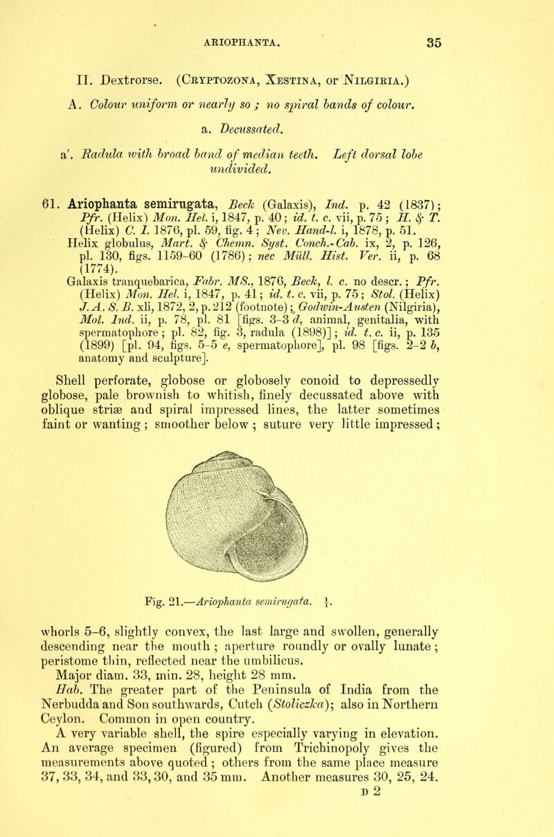 II. Dextrorse. (Cryptozona, Xestina, or Nilgiria.) A. Colour uniform or nearly so ; no spiral bands of colour. a. Decussated. a'. Radula with broad band of median teeth. Left dorsal lobe undivided. 61. Ariophanta semirugata, Beck (Galaxis), Ind. p. 42 (1837); Pfr. (Helix) Mon. Mel. i, 1847, p. 40; id. t. c. vii, p. 75 ; H. 8f T. (Helix) C. 1. 1876, pi. 59, tig. 4; Rev. Hand-l. i, 1878, p. 51. Helix globulus, Mart, fy Chemn. Syst. Conch.-Cab. ix, 2, p. 126, pi. 130, figs. 1159-60 (1786); nec Mull. Hist. Ver. ii, p. 68 (1774). Galaxis tranquebarica, Fabr. MS.. 1876, Beck, l. c. no descr.; Pfr. (Helix) Mon. Hel. i, 1847, p. 41; id. t. c. vii, p. 75; Stol. (Helix) J.A. S. B. xli, 1872, 2, p. 212 (footnote) ;t Godivin-Austen (Nilgiria), Mol. Ind. ii, p. 78, pi. 81 [figs. 3-3 d, animal, genitalia, with spermatophore ; pi. 82, fig. 3, radula (1898)]; id. t.c. ii, p. 135 (1899) [pi. 94, figs. 5-5 e, spermatophore], pi. 98 [figs. 2-2 b, anatomy and sculpture]. Shell perforate, globose or globosely conoid to depressedly globose, pale brownish to whitish, finely decussated above with oblique striae and spiral impressed lines, the latter sometimes faint or wanting ; smoother below ; suture very little impressed ; Fig. 21.—Ariophanta semirugata. whorls 5-6, slightly convex, the last large and swollen, generally descending near the mouth ; aperture roundly or ovally lunate; peristome thin, reflected near the umbilicus. Major diam. 33, min. 28, height 28 mm. Hah. The greater part of the Peninsula of India from the Nerbuddaand Son southwards, Cutch (Stoliczka); also in Northern Ceylon. Common in open country. A very variable shell, the spire especially varying in elevation. An average specimen (figured) from Trichinopoly gives the measurements above quoted; others from the same place measure 37, 33, 34, and 33,30, and 35 mm. Another measures 30, 25, 24. d 2