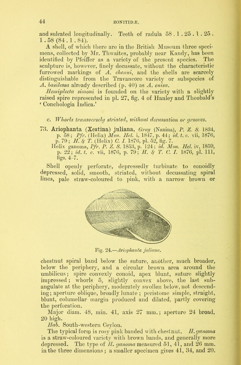 and sulcated longitudinally. Teeth of radula 58.1.25.1.25 . 1.58 (84.1.84). A shell, of which there are in the British Museum three speci- mens, collected by Mr. Thwaites, probably near Kandy, has been identified by Pfeiffer as a variety of the present species. The sculpture is, however, finely decussate, without the characteristic furrowed markings of A. chenui, and the shells are scarcely distinguishable from the Travancore variety or subspecies of A. basilessa already described (p. 40) as A. enisci. Hemiylecta simoni is founded on the variety with a slightly raised spire represented in pi. 27, fig. 4 of Hanley and Theobald’s 4 Conchologia Indica.’ c. Whorls transversely striated, ivithout decussation or grooves. 73. Ariophanta (Xestina) juliana, Gray (Nanina), P. Z. S. 1834, p. 58; Pfr. (Helix) Mon. Mel. i, 1847, p. 44; id. t. c. vii, 1876, p. 79; H. 8f T. (Helix) C. I. 1876, pi. 52, fig. 7. Helix ganoma, Pfr. P. Z. S. 1853, p. 124; id. Mon. Mel. iv, 1859, p. 22; id. t. c. vii, 1876, p. 79; M. 8f T. C. I. 1876, pi. Ill, tigs. 4-7. Shell openly perforate, depressedly turbinate to conoidly depressed, solid, smooth, striated, without decussating spiral lines, pale straw-coloured to pink, with a narrow brown or Fig. 24.—Ariophanta juliana. chestnut spiral band below the suture, another, much broader, below the periphery, and a circular brown area around the umbilicus; spire convexly conoid, apex blunt, suture slightly impressed; whorls 5, slightly convex above, the last sub- angulate at the periphery, moderately swollen below, not descend- ing; aperture oblique, broadly lunate ; peristome simple, straight, blunt, columellar margin produced and dilated, partly covering the perforation. Major diam. 48, min. 41. axis 27 mm.; aperture 24 broad, 20 high. Mab. South-western Ceylon. The typical forip. is rosy pink banded with chestnut. M. ganoma is a straw-coloured variety with brown bands, and generally more depressed. The type of H. ganoma measured 51, 41, and 26 mm. in the three dimensions; a smaller specimen gives 41, 34, and 20.