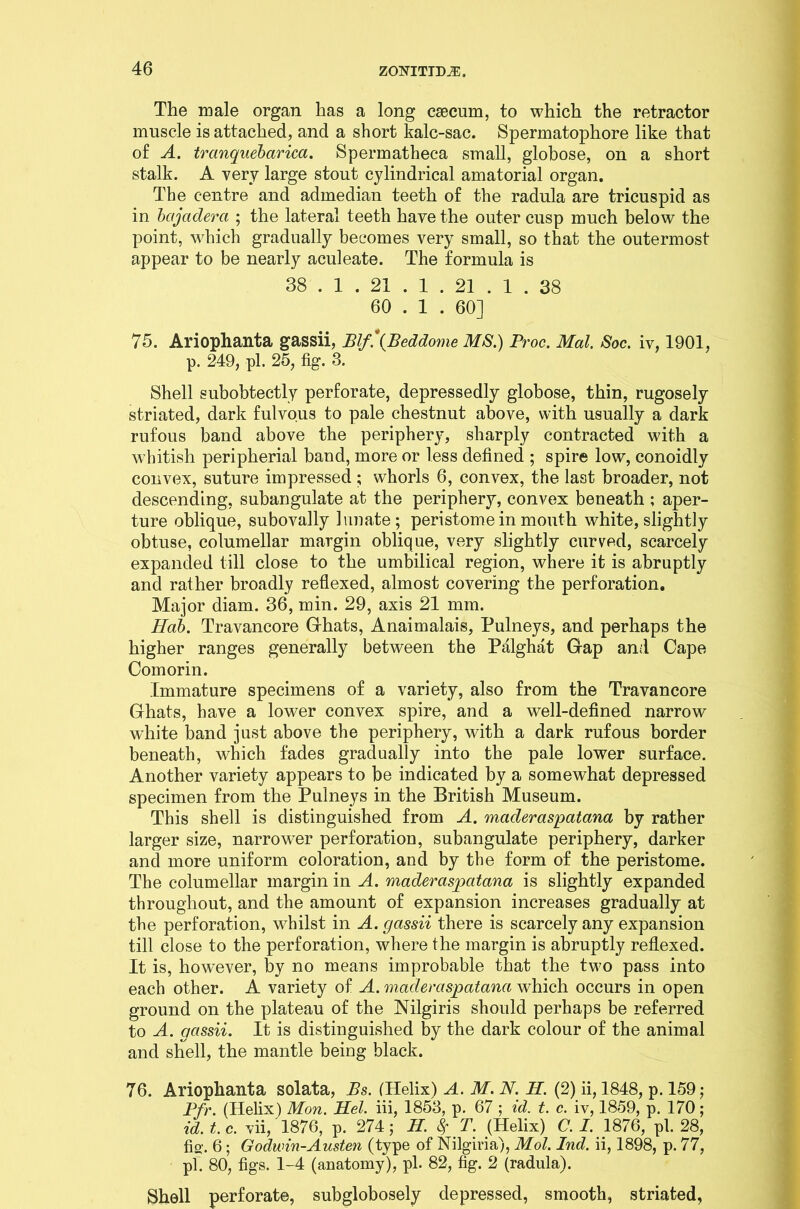 The male organ has a long caecum, to which the retractor muscle is attached, and a short kalc-sac. Spermatophore like that of A. trcinquebarica. Spermatheca small, globose, on a short stalk. A very large stout cylindrical amatorial organ. The centre and admedian teeth of the radula are tricuspid as in bcijaderci; the lateral teeth have the outer cusp much below the point, wdiich gradually becomes very small, so that the outermost appear to be nearly aculeate. The formula is 38 . 1 . 21 . 1 . 21 . 1 . 38 60 . 1 . 60] 75. Ariophanta gassii, Blf.\Beddome MS.) Proc. Mai. Soc. iv, 1901, p. 249, pi. 25, fig. 3. Shell subobtectly perforate, depressedly globose, thin, rugosely striated, dark fulvous to pale chestnut above, with usually a dark rufous band above the periphery, sharply contracted with a whitish peripherial band, more or less defined ; spire low, conoidly convex, suture impressed; whorls 6, convex, the last broader, not descending, subangulate at the periphery, convex beneath ; aper- ture oblique, subovally lunate; peristome in mouth white, slightly obtuse, columellar margin oblique, very slightly curved, scarcely expanded till close to the umbilical region, where it is abruptly and rather broadly reflexed, almost covering the perforation. Major diam. 36, min. 29, axis 21 mm. Hab. Travancore Ghats, Anaimalais, Pulneys, and perhaps the higher ranges generally between the Palghat Gap and Cape Comorin. Immature specimens of a variety, also from the Travancore Ghats, have a lower convex spire, and a well-defined narrow wThite band just above the periphery, with a dark rufous border beneath, which fades gradually into the pale lower surface. Another variety appears to be indicated by a somewhat depressed specimen from the Pulneys in the British Museum. This shell is distinguished from A. maderaspatana by rather larger size, narrower perforation, subangulate periphery, darker and more uniform coloration, and by the form of the peristome. The columellar margin in A. maderaspatana is slightly expanded throughout, and the amount of expansion increases gradually at the perforation, whilst in A. gassii there is scarcely any expansion till close to the perforation, where the margin is abruptly reflexed. It is, however, by no means improbable that the tw7o pass into each other. A variety of A. maderaspatana which occurs in open ground on the plateau of the Nilgiris should perhaps be referred to A. gassii. It is distinguished by the dark colour of the animal and shell, the mantle being black. 76. Ariophanta solata, Bs. (Helix) A. M. N. H. (2) ii, 1848, p. 159; Pfr. (Helix) Mon. Mel. iii, 1853, p. 67 ; id. t. c. iv, 1859, p. 170; id.t.c. vii, 1876, p. 274; M. $ T. (Helix) C. I. 1876, pi. 28, fio'. 6; Godwin-Austen (type of Nilgiria), Mol. Ind. ii, 1898, p. 77, pi. 80, figs. 1-4 (anatomy), pi. 82, fig. 2 (radula). Shell perforate, subglobosely depressed, smooth, striated,