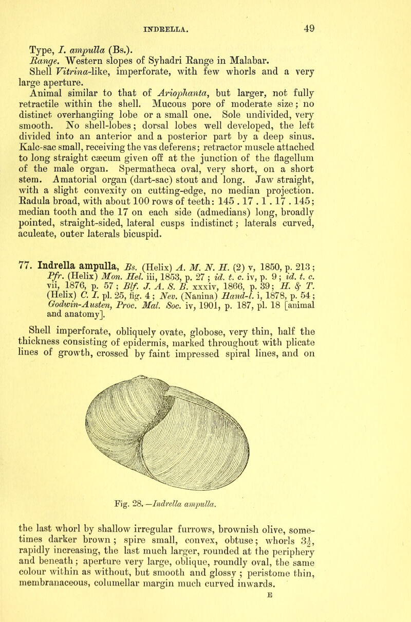 Type, I. ampulla (Bs.). Range. Western slopes of Syhadri Range in Malabar. Shell Vitrina-Wke, imperforate, with few whorls and a very large aperture. Animal similar to that of Ariophanta, but larger, not fully retractile wuthin the shell. Mucous pore of moderate size; no distinct overhangiing lobe or a small one. Sole undivided, very smooth. No shell-lobes; dorsal lobes well developed, the left divided into an anterior and a posterior part by a deep sinus. Kalc-sac small, receiving the vas deferens; retractor muscle attached to long straight caecum given oh at the junction of the flagellum of the male organ. Spermatheca oval, very short, on a short stem. Amatorial organ (dart-sac) stout and long. Jaw straight, with a slight convexity on cutting-edge, no median projection. Radula broad, with about 100 rows of teeth: 145.17.1.17.145; median tooth and the 17 on each side (admedians) long, broadly pointed, straight-sided, lateral cusps indistinct; laterals curved, aculeate, outer laterals bicuspid. 77. Indrella ampulla, Bs. (Helix) A. M. N. H. (2) v, 1850, p. 213 ; Pfr. (Helix) Mon. Hel. iii, 1853, p. 27 ; id. t. c. iv, p. 9; id. t. c. vii, 1876, p. 57 ; Blf. J. A. S. B. xxxiv, 1866, p. 39; H. fy T. (Helix) C. I. pi. 25, fig. 4 ; Nev. (Nanina) Hand-l. i, 1878, p. 54; Godwin-Austen, Proc. Mai. Soc. iv, 1901, p. 187, pi. 18 [animal and anatomy]. Shell imperforate, obliquely ovate, globose, very thin, half the thickness consisting of epidermis, marked throughout with plicate lines of growth, crossed by faint impressed spiral lines, and on Fig. 28. —Indrella ampulla. the last whorl by shallow irregular furrows, brownish olive, some- times darker brown; spire small, convex, obtuse; whorls 3|, rapidly increasing, the last much larger, rounded at the periphery and beneath; aperture very large, oblique, roundly oval, the same colour within as without, but smooth and glossy ; peristome thin, membranaceous, columellar margin much curved inwards. E