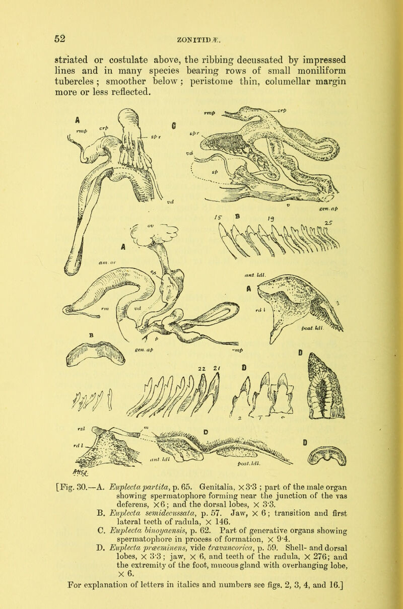 striated or costulate above, the ribbing decussated by impressed lines and in many species bearing rows of small moniliform tubercles ; smoother below; peristome thin, columellar margin more or less reflected. [Fig. 30.—A. Euplecta partita, p. 65. Genitalia, x3’3 ; part of the male organ showing spermatopliore forming near the junction of the vas deferens, X 6; and the dorsal lobes, X 3’3. B. Euplecta semidecussata, p. 57. Jaw, X 6; transition and first lateral teeth of radula, X 146. C. Euplecta binoyaensis, p. 62. Part of generative organs showing spermatophore in process of formation, X 9'4. D. Euplecta prceeminens, vide travancorica, p. 59. Shell- and dorsal lobes, X 3 3; jaw, X 6, and teeth of the radula, X 276; and the extremity of the foot, mucous gland with overhanging lobe, X 6.