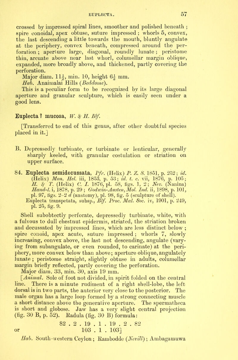 crossed by impressed spiral lines, smoother and polished beneath ; spire eonoidal, apex obtuse, suture impressed ; whorls 5, convex, the last descending a little towards the mouth, bluntly angulate at the periphery, convex beneath, compressed around the per- foration ; aperture large, diagonal, roundly lunate ; peristome thin, arcuate above near last whorl, columellar margin oblique, expanded, more broadly above, and thickened, partly covering the perforation. Major diam. 11|, min. 10, height 6| mm. Hab. Anaimalai Hills (Beddome). This is a peculiar form to be recognized bv its large diagonal aperture and granular sculpture, which is easily seen under a good lens. Euplecta ? mucosa, W. # H. Blf. [Transferred to end of this genus, after other doubtful species placed in it.] B. Depressedly turbinate, or turbinate or lenticular, generally sharply keeled, with granular costulation or striation on upper surface. 84. Euplecta semidecussata, Ifr. (Helix) P. Z. S. 1851, p. 252; id. (Helix) Mon. Hel. iii, 1853, p. 53; id. t. c. vii, 1870, p. 105; H. 8f T. (Helix) C. I. 1876, pi. 58, iigs. 1, 2; Nev. (Nanina) Hand-l. i, 1878, p. 29 ; Godwin-Austen, Mol. Ind. ii, 1898, p. 101, pi. 97, tigs. 2-2 d (anatomy), pi. 98, fig. 5 (sculpture of shell). Euplecta trauspetata, subsp., Blf. Proc. Mai. Soc. iv, 1901, p. 249, pi. 25, fig. 9. Shell subobtectly perforate, depressedly turbinate, white, with a fulvous to dull chestnut epidermis, striated, the striation broken and decussated by impressed lines, which are less distinct below ; spire conoid, apex acute, suture impressed; whorls 7, slowly increasing, convex above, the last not descending, angulate (vary- ing from subangulate, or even rounded, to carinate) at the peri- phery, more convex below than above; aperture oblique, angulately lunate ; peristome straight, slightly obtuse in adults, columellar margin briefly reflected, partly covering the perforation. Major diam. 33, min. 30, axis 19 mm. [Animal. Sole of foot not divided, in spirit folded on the central line. There is a minute rudiment of a right shell-lobe, the left dorsal is in two parts, the anterior very close to the posterior. The male organ has a large loop formed by a strong connecting muscle a short distance above the generative aperture. The spennatheca is short and globose. Jaw has a very slight central projection (fig. 30 B, p. 52). Badula (fig. 30 B) formula: 82 . 2 . 19 . 1 . 19 . 2 . 82 or 103 . 1 . 103] Hab. South-western Ceylon; Bambodde (Nevill) ; Ambagamuwa
