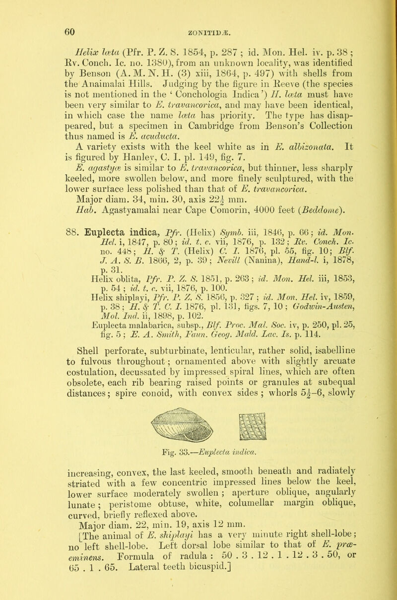 Helix Iceta (Pfr. P. Z. 8. 1854, p. 287 ; id. Mon. Hel. iv. p. 38 ; Rv. Conch. Ic. no. 1380), from an unknown locality, was identified by Benson (A. M. N. PI. (3) xiii, 1864, p. 497) with shells from the Anaimalai Hills. Judging by the figure in Reeve (the species is not mentioned in the ‘ Oonchologia Indica ’) H. Iceta must have been very similar to E. travancorica, and may have been identical, in which case the name Iceta has priority. The type has disap- peared, but a specimen in Cambridge from Benson’s Collection thus named is E. acuducta. A variety exists with the keel white as in E. albizonata. It is figured by Hanley, C. I. pi. 149, fig. 7. E. agastyce is similar to E. travancorica, but thinner, less sharply keeled, more swollen below, and more finely sculptured, with the lower surface less polished than that of E. travancorica. Major diam. 34, min. 30, axis 221 mm. Hob. Agastyamalai near Cape Comorin, 4000 feet (Beddome). 88. Euplecta indica, Pfr. (Plelix) S'ymb. iii, 1846, p. 66; id. Mon. Hel. i, 1847, p. 80 ; id. t. c. vii, 1876, p. 132; Rv. Conch. Ic. no. 448; H. $ T. (Helix) C. I. 1876, pi. 55, fig. 10; Blf. J. A. S. B. 1866, 2, p. 39 ; Nevill (Nanina), Hand-l. i, 1878, p. 31. Helix oblita, Pfr. P. Z. S. 1851, p. 263; id. Mon. Hel. iii, 1853, p. 54 ; id. t. c. vii, 1876, p. 100. Helix sliiplayi, Pfr. P. Z. S. 1856, p. 327 ; id. Mon. Hel. iv, 1859, p. 38; H. 8f T. C. I. 1876, pi. 131, figs. 7, 10 ; Godwin-Austen, Mol. Hid. ii, 1898, p. 102. Euplecta malabarica, subsp., Blf. Proc. Mai. Soc. iv, p. 250, pi. 25, fig. 5 ; E. A. Smith, Faun. Geoy. Maid. Lac. Is. p. 114. Shell perforate, subturbinate, lenticular, rather solid, isabelline to fulvous throughout; ornamented above with slightly arcuate costulation, decussated by impressed spiral lines, which are often obsolete, each rib bearing raised points or granules at subequal distances; spire conoid, with convex sides ; whorls 5^-6, slowly Fig. 33.—Euplecta indica. increasing, convex, the last keeled, smooth beneath and ladiately striated with a few concentric impressed lines below the keel, lower surface moderately swollen ; aperture oblique, angularly lunate; peristome obtuse, white, columellar margin oblique, curved, briefly reflexed above. Major diam. 22, min. 19, axis 12 mm. [The animal of E. sliiplayi has a very minute right shell-lobe; no left shell-lobe. Left dorsal lobe similar to that of E. yrce- eminens. Eormula of radula : 50.3 . 12 . 1 . 12.3 . 50, or 65 . 1 . 65. Lateral teeth bicuspid.]