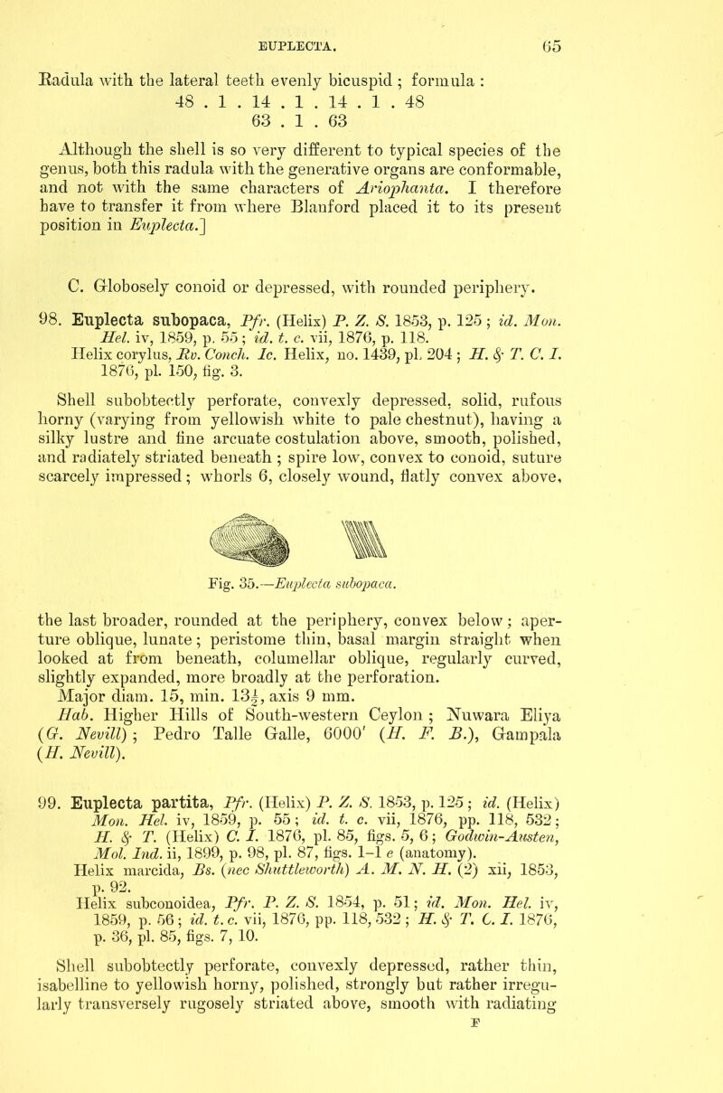 Eadula with the lateral teeth evenly bicuspid ; formula : 48 . 1 . 14 . 1 . 14 . 1 . 48 63 . 1 . 63 Although the shell is so very different to typical species of the genus, both this radula with the generative organs are conformable, and not with the same characters of Ariophanta. I therefore have to transfer it from where Blanford placed it to its present position in Euplecta.'] C. Globosely conoid or depressed, with rounded periphery. 98. Enplecta snbopaca, Pfr. (Helix) P. Z. S. 1853, p. 125 ; id. Mon. Hel. iv, 1859, p. 55; id. t. c. vii, 1876, p. 118. Helix corylus, Pv. Conch. Ic. Helix, no. 1439, pi 204 ; H. 8f T. C. I. 1876, pi. 150, fig. 3. Shell subobteetly perforate, convexly depressed, solid, rufous horny (varying from yellowish white to pale chestnut), having a silky lustre and fine arcuate costulation above, smooth, polished, and radiately striated beneath ; spire low, convex to conoid, suture scarcely impressed; whorls 6, closely wound, flatly convex above. Fig. 35.—Enplecta snbopaca. the last broader, rounded at the periphery, convex below; aper- ture oblique, lunate; peristome thin, basal margin straight when looked at from beneath, columellar oblique, regularly curved, slightly expanded, more broadly at the perforation. Major diam. 15, min. 131, axis 9 mm. Hah. Higher Hills of South-western Ceylon ; Nuwara Eliya (0. Nevill) ; Pedro Talle Galle, 6000' (H. F. P.), Gfampala (H. Nevill). 99. Euplecta partita, Pfr. (Helix) P. Z. 8. 1853, p. 125; id. (Helix) Mon. Kd. iv, 1859, p. 55; id. t. c. vii, 1876, pp. 118, 532; H. fy T. (Helix) C. I. 1876, pi. 85, figs. 5, 6; Godwin-Austen, Mol. Ind. ii, 1899, p. 98, pi. 87, figs. 1-1 e (anatomy). Helix marcida, Bs. (nec Shuttleworth) A. M. N. H. (2) xii, 1853, p. 92. Helix subconoidea, Pfr. P. Z. S. 1854, p. 51; id. Mon. Hel. iv, 1859, p. 56; id. t. c. vii, 1876, pp. 118, 532 ; H. $ T. C. I. 1876, p. 36, pi. 85, figs. 7, 10. Shell subobteetly perforate, convexly depressed, rather thin, isabelline to yellowish horny, polished, strongly but rather irregu- larly transversely rugosely striated above, smooth with radiating E