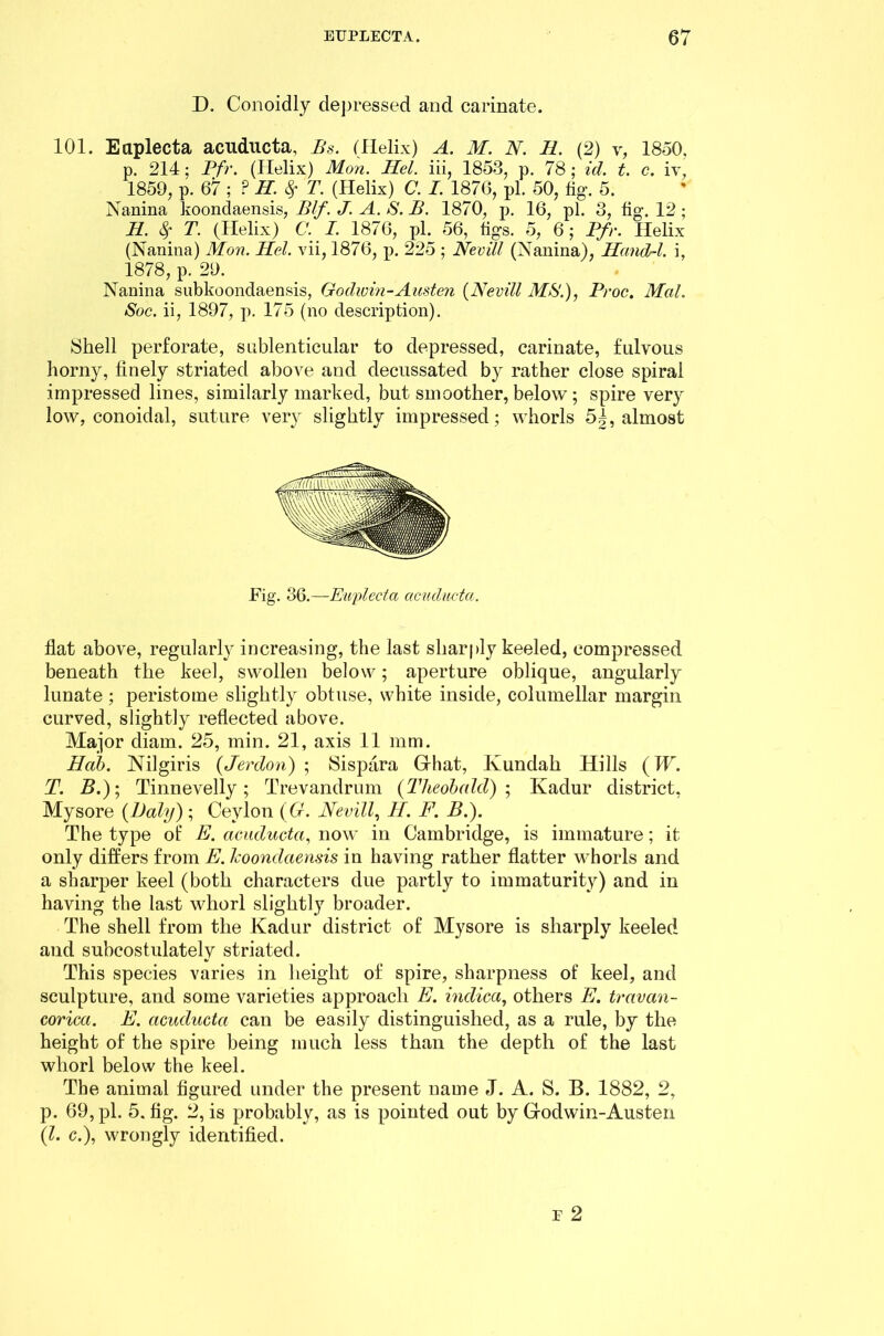 D. Conoidly depressed and carinate. 101. Eaplecta acuducta, Bs. (Helix) A. M. N. H. (2) v, 1850, p. 214; Pfr. (Helix) Mon. Hel. iii, 1853, p. 78 ; id. t. c. iv, 1859, p. 67 ; P H. fy T. (Helix) C. I. 1876, pi. 50, fig. 5. Nanina koondaensis, Blf. J. A. S. B. 1870, p. 16, pi. 3, fig. 12 ; H. # T. (Helix) C. I. 1876, pi. 56, figs. 5, 6; Pfr. Helix (Nanina) Mon. Hel. vii, 1876, p. 225 ; NevUl (Nanina), HandA. i, 1878, p. 29. Nanina subkoondaensis, Godwin-Austen (Nevill MS'.), Proc. Mai. Soc. ii, 1897, p. 175 (no description). Shell perforate, sublenticular to depressed, carinate, fulvous horny, finely striated above and decussated by rather close spiral impressed lines, similarly marked, but smoother, below; spire very low, conoidal, suture very slightly impressed ; whorls 5|, almost Fig. 36.—Euplcela acuducta. flat above, regularly increasing, the last sharply keeled, compressed beneath the keel, swollen below; aperture oblique, angularly lunate; peristome slightly obtuse, white inside, columellar margin curved, slightly reflected above. Major diam. 25, min. 21, axis 11 mm. Hah. Nilgiris (Jerdon) ; Sispara Ghat, Kundah Hills (W. T. Tinnevelly; Trevandrum (Theobald); Kadur district, Mysore {Daly) ; Ceylon (G. Nevill, H. F. B.). The type of E. acuducta, now in Cambridge, is immature; it only differs from E. koondaensis in having rather flatter whorls and a sharper keel (both characters due partly to immaturity) and in having the last whorl slightly broader. The shell from the Kadur district of Mysore is sharply keeled and subeostiilately striated. This species varies in height of spire, sharpness of keel, and sculpture, and some varieties approach E. inclica, others E. travan- corica. E. acuducta can be easily distinguished, as a rule, by the height of the spire being much less than the depth of the last whorl below the keel. The animal figured under the present name J. A. S. B. 1882, 2, p. 69, pi. 5. fig. 2, is probably, as is pointed out by Godwin-Austen (1. c.), wrongly identified.