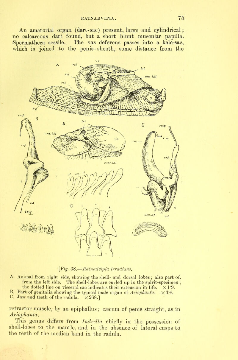 An amatorial organ (dart- sac) present, large and cylindrical; no calcareous dart found, but a short blunt muscular papilla. Spermatheca sessile. The vas deferens passes into a kalc-sac, which is joined to the penis-sheath, some distance from the rsl [Fig. 38.—licitnadvipia irraclians. A. Animal from right side, showing the shell- and dorsal lobes; also part of, from the left side. The shell-lobes are curled up in the spirit-specimen ; the dotted line on visceral sac indicates their extension in life. X T9. B. Part of genitalia showing the typical male organ of Ariophantci. X 3'4. C. Jaw and teeth of the radula. x2G8.] retractor muscle, by an epiphallus; cascum of penis straight, as in Ariophantci. This genus differs from Inclrella chiefly in the possession of shell-lobes to the mantle, and in the absence of lateral cusps to the teeth of the median band in the radula.