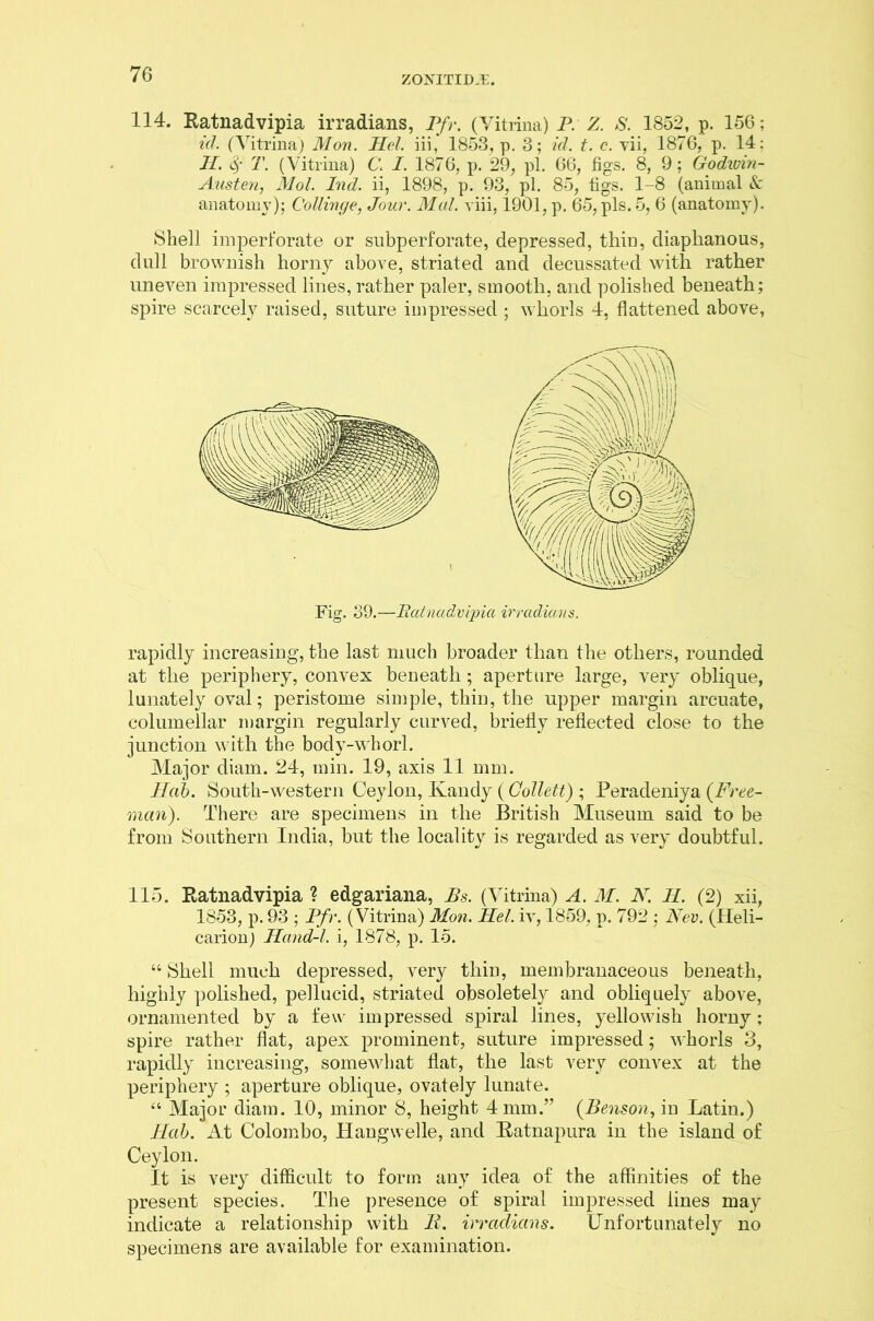 114. Ratnadvipia irradians, Pfr. (Yitrina) P. Z. S. 1852, p. 156; id. (Yitrina) Mon. Mel. iii, 1853, p. 3; id. t. c. vii, 1876, p. 14: II. T. (Vitrina) C\ I. 1876, p. 29, pi. 66, figs. 8, 9; Godivin- Ansten, Mol. hid. ii, 1898, p. 93, pi. 85, figs. 1-8 (animal & anatomy); Collinge, Jour. Mai. a iii, 1901, p. 65, pis. 5, 6 (anatomy). Shell imperforate or subperforate, depressed, thin, diaphanous, dull brownish horny above, striated and decussated with rather uneven impressed lines, rather paler, smooth, and polished beneath; spire scarcely raised, suture impressed ; whorls 4, flattened above, Fig. 39.—Batnadvipici irradians. rapidly increasing, the last much broader than the others, rounded at the periphery, convex beneath; aperture large, very oblique, lunately oval; peristome simple, thin, the upper margin arcuate, columellar margin regularly curved, briefly reflected close to the junction with the body-whorl. Major diam. .24, min. 19, axis 11 mm. Hab. South-western Ceylon, Kandy (Collett) ; Peradeniya {Free- man). There are specimens in the British Museum said to be from Southern India, but the locality is regarded as very doubtful. 115. Ratnadvipia ? edgariana, Bs. (Yitrina) A. M. N. H. (2) xii, 1853, p. 93 ; Pfr. (Vitrina) Mon. Mel. iv, 1859, p. 792 ; Nev. (Heli- carion) Hand-l. i, 1878, p. 15. “ Shell much depressed, very thin, membranaceous beneath, highly polished, pellucid, striated obsoletely and obliquely above, ornamented by a few impressed spiral lines, yellowish horny; spire rather flat, apex prominent, suture impressed; whorls 3, rapidly increasing, somewhat flat, the last very convex at the periphery ; aperture oblique, ovately lunate. “ Major diam. 10, minor 8, height 4 mm.” (Benson, iu Latin.) Hah. At Colombo, Hangwelle, and Ratnapura in the island of Ceylon. It is very difficult to form any idea of the affinities of the present species. The presence of spiral impressed lines may indicate a relationship with 11. irradians. Unfortunately no specimens are available for examination.