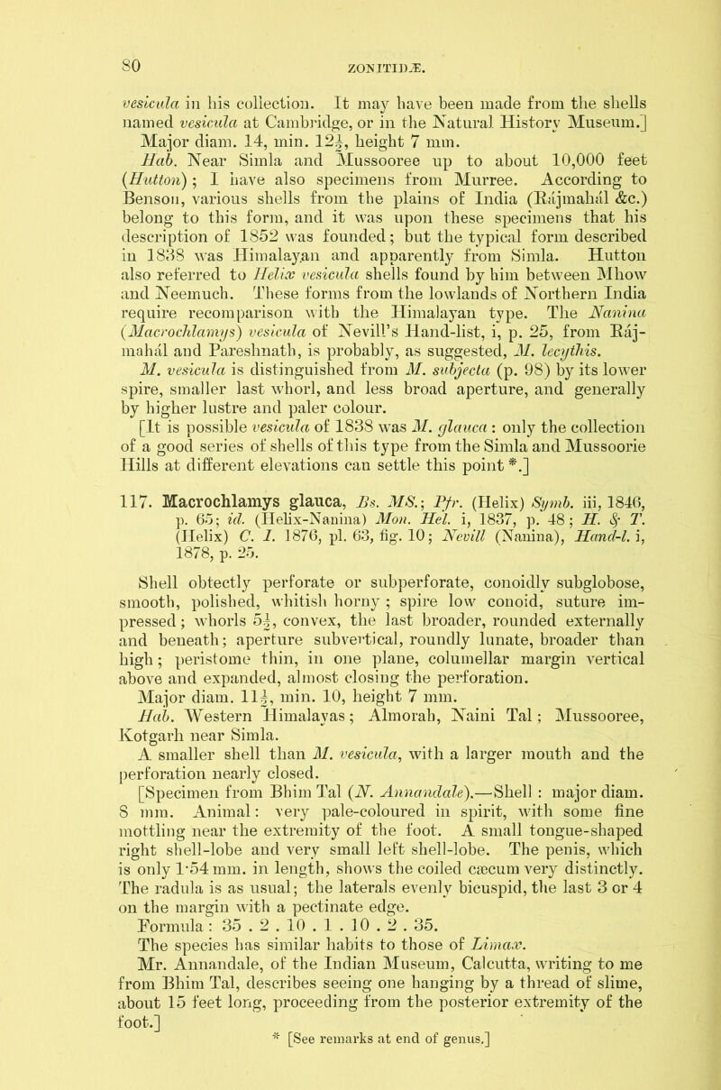vesicula in bis collection. It may have been made from the shells named vesicula at Cambridge, or in the Natural History Museum.] Major diam. 14, min. 12|, height 7 mm. Hub. Near Simla and Mussooree up to about 10,000 feet {Hutton); I have also specimens from Murree. According to Benson, various shells from the plains of India (Bajmalial &c.) belong to this form, and it was upon these specimens that his description of 1852 was founded; but the typical form described in 1888 was Himalayan and apparently from Simla. Hutton also referred to Helix vesicula shells found by him between Mhow and Neemuch. These forms from the lowlands of Northern India require recomparison with the Himalayan type. The Nanina {Macrochlamys) vesicula of Nevill’s Hand-list, i, p. 25, from Baj- mahal and Pareslinath, is probably, as suggested, M. lecythis. M. vesicula is distinguished from M. subjecta (p. 98) by its lower spire, smaller last whorl, and less broad aperture, and generally by higher lustre and paler colour. [It is possible vesicula of 1838 was M. glauca : only the collection of a good series of shells of this type from the Simla and Mussoorie Hills at different elevations can settle this point *.] 117. Macrochlamys glauca, Bs. MS.-, Pfr. (Helix) Symb. iii, 1846, p. 65; id. (Ilelix-Nanina) Mon. Hel. i, 1837, p. 48; H. $ T. (Helix) C. 1. 1876, pi. 63, fig. 10; Nevill (Nanina), Hand-1, i, 1878, p. 25. Shell obtectly perforate or subperforate, conoidly subglobose, smooth, polished, whitish horny ; spire low conoid, suture im- pressed; whorls 5j, convex, the last broader, rounded externally and beneath; aperture subvert]’cal, roundly lunate, broader than high; peristome thin, in one plane, columellar margin vertical above and expanded, almost closing the perforation. Major diam. 114, min. 10, height 7 mm. Hab. Western Himalayas; Almorah, Naini Tal; Mussooree, Kotgarh near Simla. A smaller shell than M. vesicula, with a larger mouth and the perforation nearly closed. [Specimen from Bhim Tal {N. Annandale).—’85611 : major diam. 8 mm. Animal: very pale-coloured in spirit, with some fine mottling near the extremity of the foot. A small tongue-shaped right shell-lobe and very small left shell-lobe. The penis, which is only T54 mm. in length, shows the coiled caecum very distinctly. The radula is as usual; the laterals evenly bicuspid, the last 3 or 4 on the margin with a pectinate edge. Formula : 35.2.10 . 1 . 10.2.35. The species has similar habits to those of Limax. Mr. Annandale, of the Indian Museum, Calcutta, writing to me from Bhim Tal, describes seeing one hanging by a thread of slime, about 15 feet long, proceeding from the posterior extremity of the foot-.] * [See remarks at end of genus.]