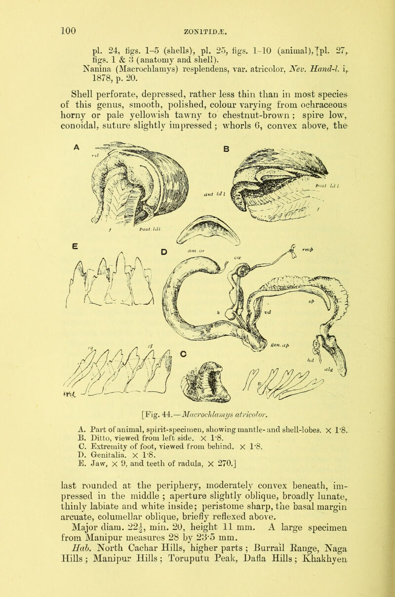 pi. 24, tigs. 1-5 (shells), pi. 25, figs. 1-10 (animal), [pi. 27, figs. 1 & 3 (anatomy and shell). Nanina (Macrochlamys) resplendens, var. atricolor, Nev. Hand-1, i,. 1878, p. 20. Shell perforate, depressed, rather less thin than in most species of this genus, smooth, polished, colour varying from ochraceous horny or pale yellowish tawny to chestnut-brown ; spire low, conoidal, suture slightly impressed ; whorls 6, convex above, the- [Fig. 44.—Macrochlamys atricolor. A. Part of animal, spirit-specimen, showing mantle-and shell-lobes. X 1*8- B. Ditto, viewed from left side. X 1*8. C. Extremity of foot, viewed from behind. X 1*8. D. Genitalia. X 1*8. E. Jaw, x 9, and teeth of radula, X 270.] last rounded at the periphery, moderately convex beneath, im- pressed in the middle ; aperture slightly oblique, broadly lunate, thinly labiate and white inside; peristome sharp, the basal margin arcuate, columellar oblique, briefly reflexed above. Major diara. 22|, min. 20, height 11 mm. A large specimen from Manipur measures 28 by 28*5 mm. Hob. North Cachar Hills, higher parts ; Burrail Eange, Naga Hills; Manipur Hills; Toruputu Peak, l)afia Hills; Khakhyen