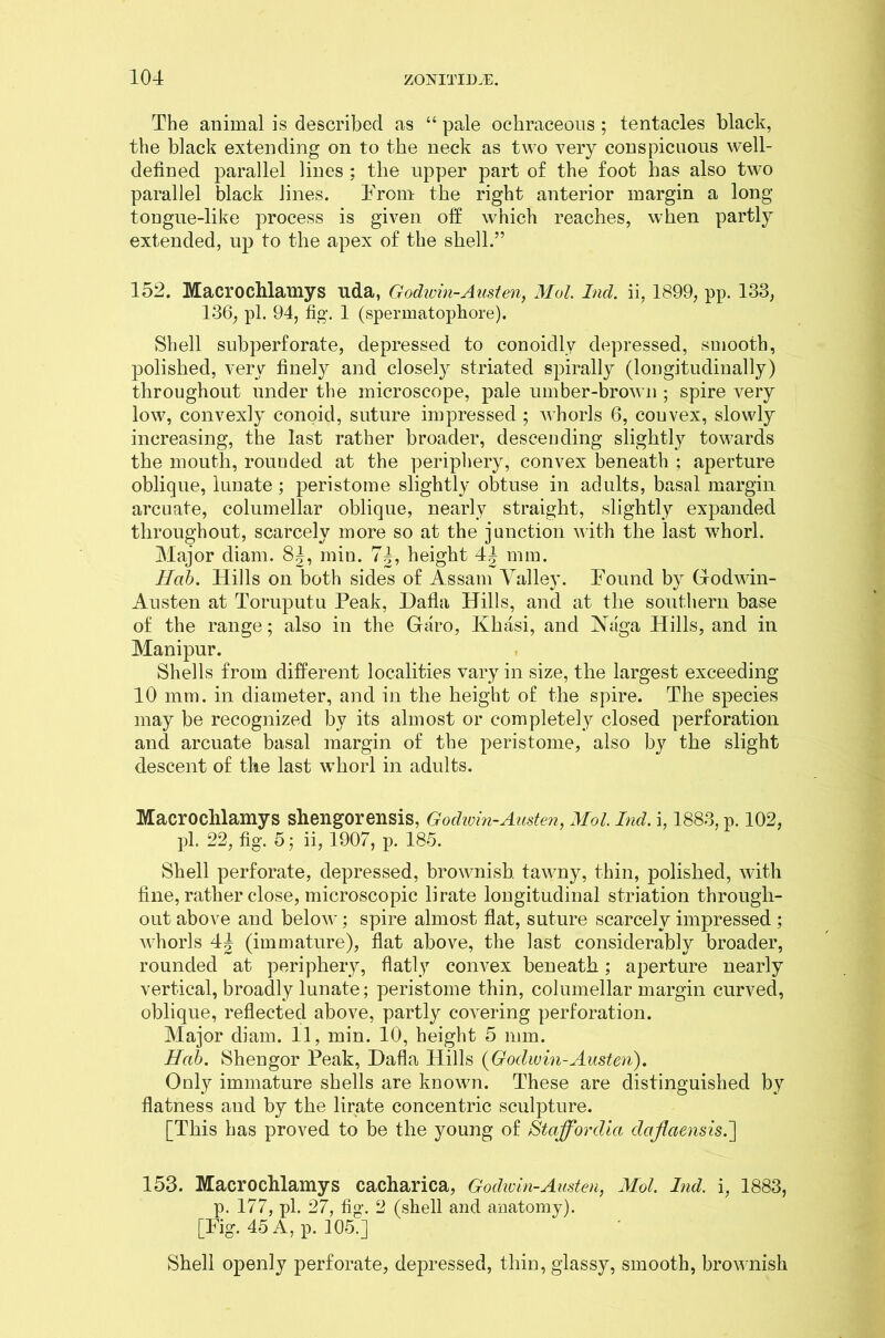 The animal is described as “ pale ochraceous ; tentacles black, the black extending on to the neck as two very conspicuous well- defined parallel lines ; the upper part of the foot has also two parallel black lines. From the right anterior margin a long tongue-like process is given oft which reaches, when partly extended, up to the apex of the shell.” 152. Macrochlamys uda, Godwin-Austen, Mol Ind. ii, 1899, pp. 133, 136, pi. 94, fig. 1 (spermatophore). Shell subperforate, depressed to conoidly depressed, smooth, polished, very finely and closely striated spirally (longitudinally) throughout under the microscope, pale umber-brown ; spire very low, convexly conoid, suture impressed ; whorls 6, couvex, slowly increasing, the last rather broader, descending slightly towards the mouth, rounded at the periphery, convex beneath ; aperture oblique, lunate; peristome slightly obtuse in adults, basal margin arcuate, columellar oblique, nearly straight, slightly expanded throughout, scarcely more so at the junction with the last whorl. Major cliam. 8|, min. 74, height 44 mm. Hob. Hills on both sides of Assam Valley. Found by Godwin- Austen at Toruputu Peak, Ilafla Hills, and at the southern base of the range; also in the Garo, Khasi, and JNaga Hills, and in Manipur. Shells from different localities vary in size, the largest exceeding 10 mm. in diameter, and in the height of the spire. The species may be recognized bv its almost or completely closed perforation and arcuate basal margin of the peristome, also by the slight descent of the last whorl in adults. Macroclilamys shengorensis, Godwin-Austen, Mol. Ind. i, 1883, p. 102, pi. 22, fig. 5; ii, 1907, p. 185. Shell perforate, depressed, brownish tawny, thin, polished, with fine, rather close, microscopic lirate longitudinal striation through- out above and below; spire almost flat, suture scarcely impressed ; whorls \\ (immature), flat above, the last considerably broader, rounded at periphery, flatly convex beneath; aperture nearly vertical, broadly lunate; peristome thin, columellar margin curved, oblique, reflected above, partly covering perforation. Major cliam. 11, min. 10, height 5 mm. Hab. Shengor Peak, Dafla Hills {Godwin-Austen). Only immature shells are known. These are distinguished by flatness and by the lirate concentric sculpture. [This has proved to be the young of Stciffordia daflaensis.~\ 153. Macroclilamys cacharica, Godio in-Austen, Mol. Ind. i, 1883, p. 177, pi. 27, fig. 2 (shell and anatomy). [Fig. 45 A, p. 105.] Shell openly perforate, depressed, thin, glassy, smooth, brownish