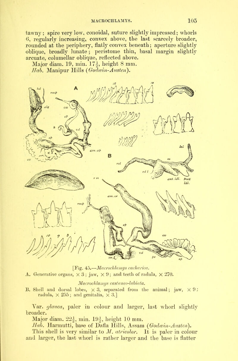 tawny; spire very low, conoidal, suture slightly impressed; whorls 6, regularly increasing, convex above, the last scarcely broader, rounded at the periphery, flatly convex beneath; aperture slightly oblique, broadly lunate ; peristome thin, basal margin slightly arcuate, columellar oblique, reflected above. Major diam. 19, min. 17^, height 8 mm. Hab. Manipur Hills {Godwin-Austen). Macrocldamys castaneo-labiata. B. Shell and dorsal lobes, X 3, separated from the animal; jaw, X 9; radula, x 255; and genitalia, X 3.] Yar. (jlauca, paler in colour and larger, last whorl slightly broader. Major diam. 221, min. 19|, height 10 mm. JIab. Harmutti, base of Dafla Hills, Assam {Godwin-Austen). This shell is very similar to M. atricolor. It is paler in colour and larger, the last whorl is rather larger and the base is flatter