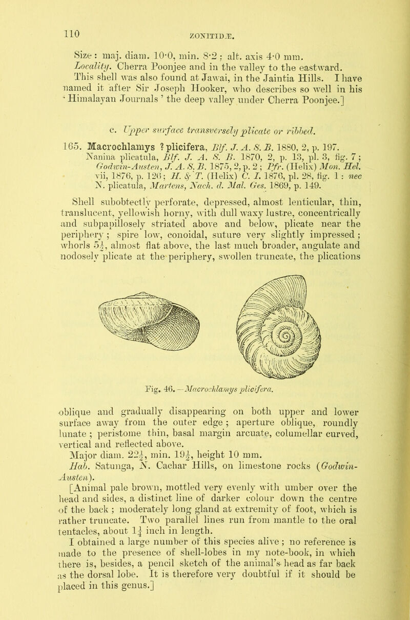 Size : maj. diam. 10*0, min. 8*2 : alt. axis 4*0 mm. Locality. Cberra Poonjee and in the valley to the eastward. This shell was also found at Jawai, in the Jaintia Hills. I have named it after Sir Joseph Hooker, who describes so well in his ‘ Himalayan Journals 5 the deep valley under Cherra Poonjee.] c. Upper surface transversely plicate or ribbed. 165. Macrochlamys ? plicifera, Blf. J. A. S'. B. 1880, 2, p. 197. Nanina plicatula, Blf. J. A. S. B. 1870, 2, p. 13, pi. 3, fig. 7; Godwin-Austen, J. A. S. B. 1875, 2, p. 2 ; Pfr. (Helix) Mon. Mel. vii, 1876, p. 126; H. fy T. (Helix) C. I. 1876, pi. 28, fig. 1 : nec N. plicatula, Martens, Mach. d. Mai. Ges. 1869, p. 149. Shell subobtectly perforate, depressed, almost lenticular, thin, translucent, yellowish horny, with dull waxy lustre, concentrically and subpapillosely striated above and below, plicate near the periphery; spire low, conoidal, suture very slightly impressed ; whorls 51, almost flat above, the last much broader, angulate and nodosely plicate at the periphery, swollen truncate, the plications Fig. 46. —Macrochlamys 'plicifera. oblique and gradually disappearing on both upper and lower surface away from the outer edge ; aperture oblique, roundly lunate ; peristome thin, basal margin arcuate, columellar curved, vertical and reflected above. Major diam. 221, min. 191, height 10 mm. Hob. Satunga, N. Cachar Hills, on limestone rocks (Godwin- Austen). [Animal pale brown, mottled very evenly with umber over the head and sides, a distinct line of darker colour down the centre of the back ; moderately long gland at extremity of foot, which is rather truncate. Two parallel lines run from mantle to the oral tentacles, about 1J inch in length. I obtained a large number of this species alive; no reference is made to the presence of shell-lobes in my note-book, in which there is, besides, a pencil sketch of the animal’s- head as far back as the dorsal lobe. It is therefore very doubtful if it should be placed in this genus.]