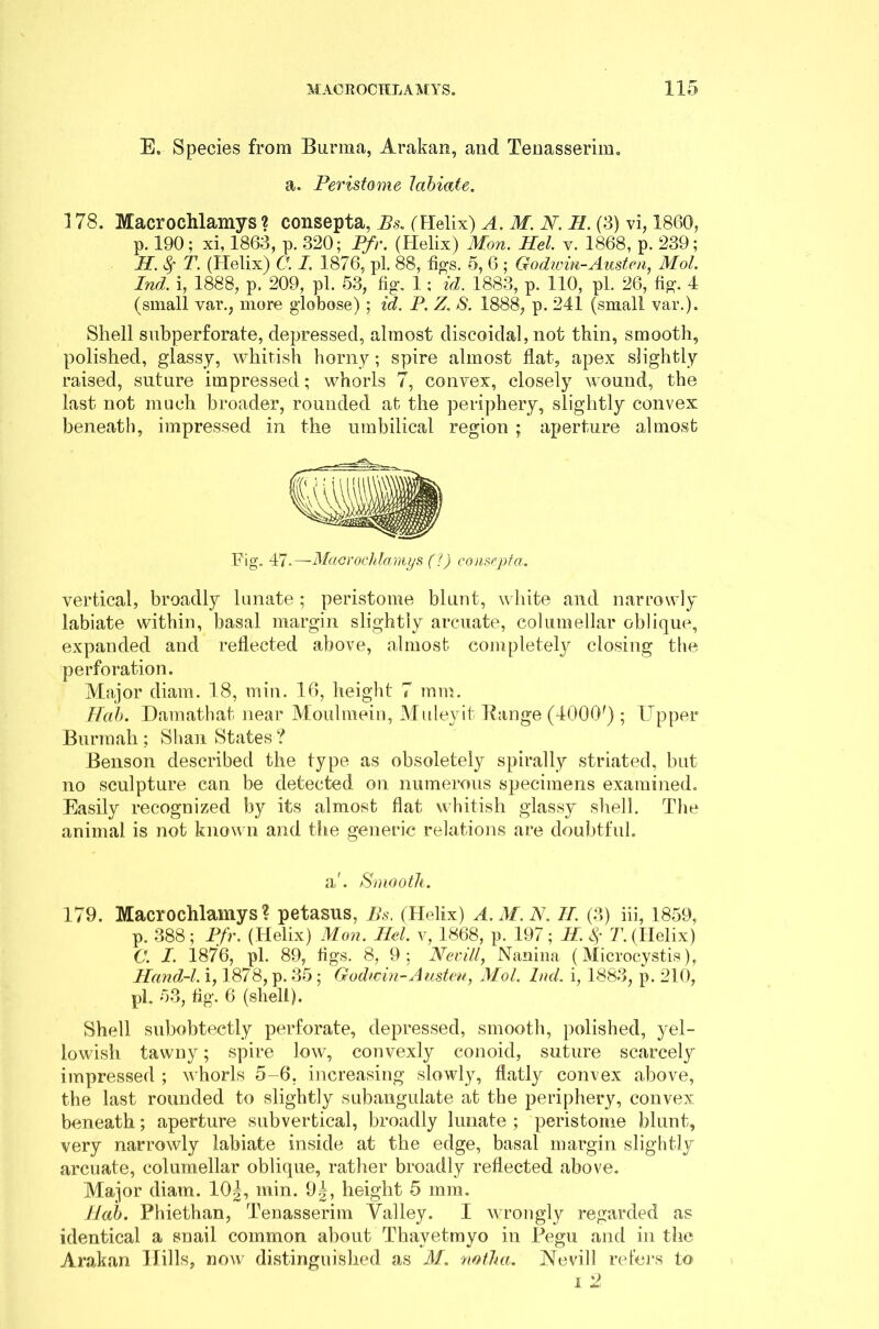 E. Species from Burma, Arakan, and Tenasserim. a. Peristome labiate. 178. Macrochlamys ? consepta, Bs. (Helix) A. M. N. H. (3) vi, 1860, p. 190; xi, 1863, p. 320; Pfr. (Helix) Mon. Hel. v. 1868, p. 239; H. T. (Helix) C. I. 1876, pi. 88, figs. 5, 6 ; Godwin-Austen, Mol. Ind. i, 1888, p. 209, pi. 53, fig-. 1; id. 1883, p. 110, pi. 26, fig. 4 (small var., more globose) ; icl. P. Z. S. 1888, p. 241 (small var.). Shell subperforate, depressed, almost discoidal, not thin, smooth, polished, glassy, whitish horny; spire almost flat, apex slightly raised, suture impressed; whorls 7, convex, closely wound, the last not much broader, rounded at the periphery, slightly convex beneath, impressed in the umbilical region ; aperture almost Fig. 47.—Macrochlamys (?) consepta. vertical, broadly lunate ; peristome blunt, white and narrowly labiate within, basal margin slightly arcuate, columellar oblique, expanded and reflected above, almost completely closing the perforation. Major diam. 18, min. 16, height 7 mm. Hah. Damathat near Moulmein, Muleyit. Bunge (4000') ; Upper Burmah; Shan States ? Benson described the type as obsoletely spirally striated, but no sculpture can be detected on numerous specimens examined. Easily recognized by its almost flat whitish glassy shell. The animal is not known and the generic relations are doubtful. a/. Smooth. 179. Macrochlamys? petasus, Bs. (Helix) A.M.N. II. (3) iii, 1859, p. 388; Pfr. (Helix) Mon. Mel. v, 1868, p. 197; II. $ T. (Helix) C. I. 1876, pi. 89, figs. 8, 9; Nevill, Nanina (Microcystis), Hand-l. i, 1878, p. 35 ; Godwin-Austen, Mol. Ind. i, 1883, p. 210, pi. 53, fig. 6 (shell). Shell subobtectly perforate, depressed, smooth, polished, yel- lowish tawny; spire low, convexly conoid, suture scarcely impressed ; whorls 5-6, increasing slowly, flatly convex above, the last rounded to slightly subangulate at the periphery, convex beneath; aperture subvertical, broadly lunate ; peristome blunt, very narrowly labiate inside at the edge, basal margin slightly arcuate, columellar oblique, rather broadly reflected above. Major diam. 10J, min. 9|, height 5 mm. Bab. Phiethan, Tenasserim Valley. I wrongly regarded as identical a snail common about Thayetmyo in IJegu and in the Arakan Hills, now distinguished as M. noth a. Nevill refers to i 2