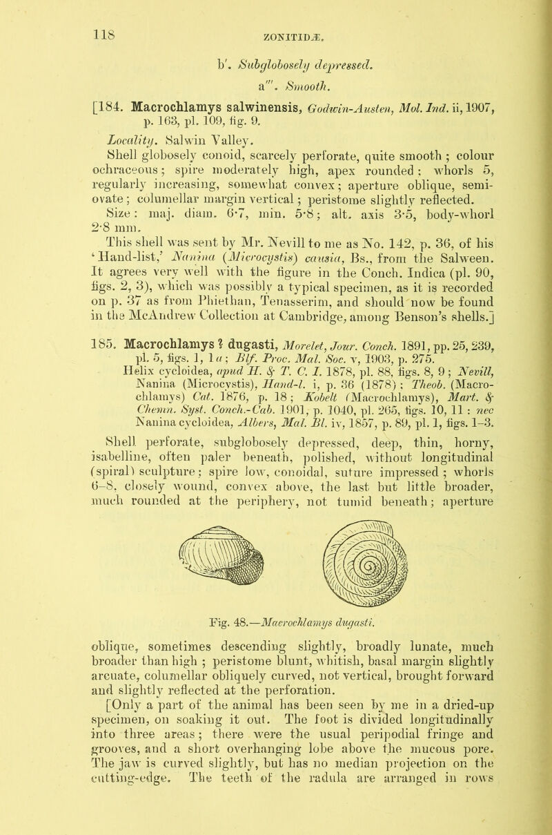 b'. Subglobosely depressed. a'”. Smooth. [184. Macrochlamys salwinensis, Godwin-Austen, Mol.Ind. ii, 1907, p. 163, pi. 109, fig. 9. Locality. 8alwin Talley. Shell globosely conoid, scarcely perforate, quite smooth ; colour ochraceous; spire moderately high, apex rounded ; whorls 5, regularly increasing, somewhat convex; aperture oblique, semi- ovate ; columellar margin vertical; peristome slightly reflected. Size: maj. diam. 6-7, min. 5*8; alt. axis 3*5, body-whorl 2’8 mm. This shell was sent by Mr. Nevill to me as No. 142, p. 36, of his 4 Hand-list,' Nanina (Microcystis) causia, Bs., from the Salween. It agrees very well with the figure in the Conch. Indica (pi. 90, figs. 2, 3), which was possibly a typical specimen, as it is recorded on p. 37 as from Phiethan, Tenasserim, and should now be found in the McAndrevv Collection at Cambridge, among Benson’s shells.] 185. Macrochlamys ? dugasti, Morelet, Jour. Conch. 1891, pp. 25, 239, pi. 5, figs. 1, la; Blf. Proc. Mai. Soc. v, 1903, p. 275. Helix cycloidea, apud R. Sf T. C. I. 1878, pi. 88, figs. 8, 9 ; Nevill, Nanina (Microcystis), Hcmd-l. i, p. 36 (1878) ; Theob. (Macro- chlamys) Cat. 1876, p. 18 ; Kobelt (Macrochlamys), Mart. Sc Chemn. Syst. Conch-Cab. 1901, p. 1040, pi. 265, figs. 10, 11 : nec Nanina cycloidea, Albers, Mai. PI, iv, 1857, p. 89, pi. 1, figs. 1-3. Shell perforate, subglobosely depressed, deep, thin, horny, isabelline, often paler beneath, polished, without longitudinal (spiral! sculpture; spire low, con oi dal, suture impressed; whoris 6-8, closely wound, convex above, the last but little broader, much rounded at the periphery, not tumid beneath; aperture oblique, sometimes descending slightly, broadly lunate, much broader than high ; peristome blunt, whitish, basal margin slightly arcuate, columellar obliquely curved, not vertical, brought forward and slightly reflected at the perforation. [Only a part of the animal has been seen by me in a dried-up specimen, on soaking it out. The foot is divided longitudinally into three areas; there were the usual peripodial fringe and grooves, and a short overhanging lobe above the mucous pore. The jaw is curved slightly, but has no median projection on the cutting-edge. The teeth of the radula are arranged in rows Fig. 48.—Macrochlamys dugasti.