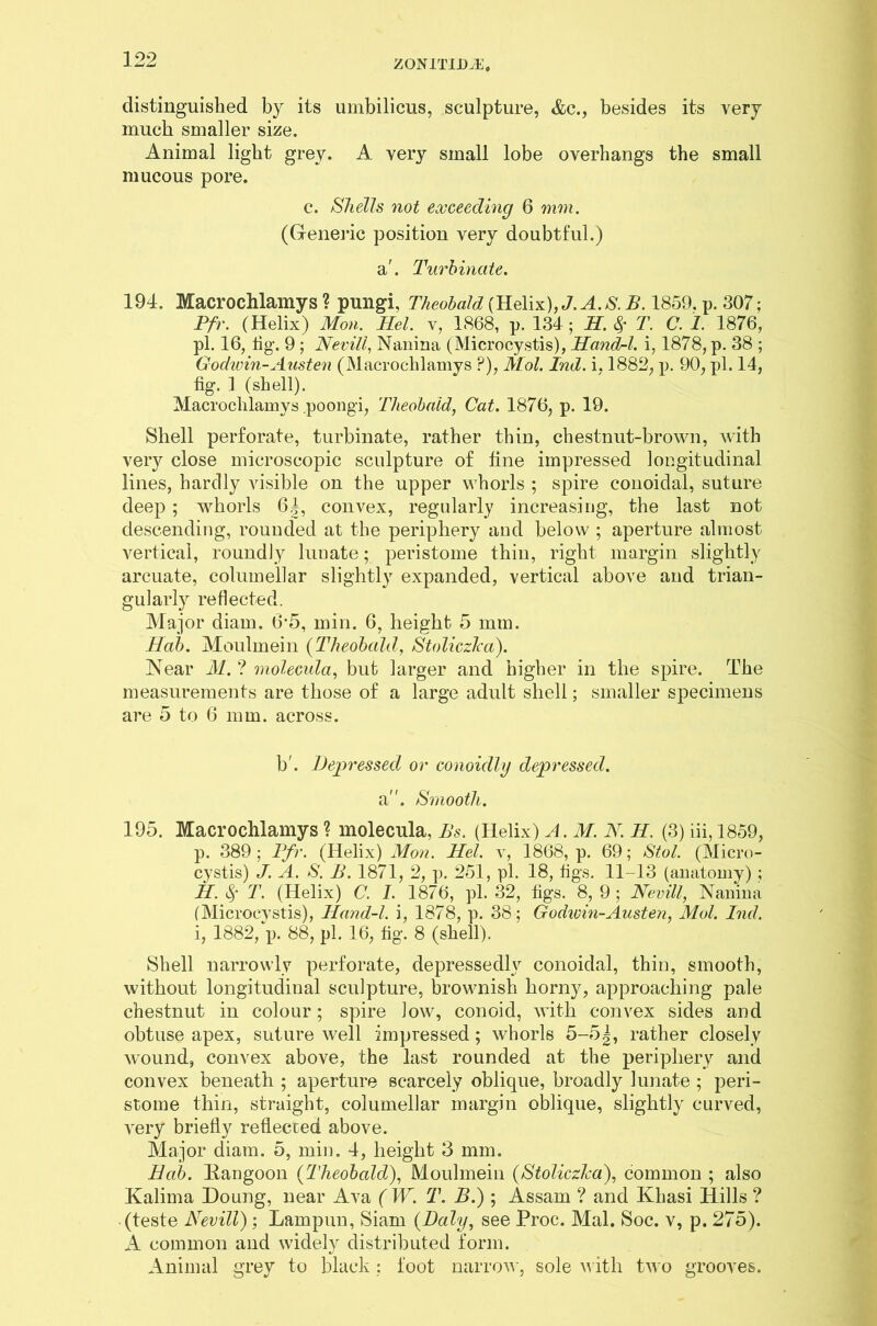 distinguished by its umbilicus, sculpture, &c., besides its very much smaller size. Animal light grey. A very small lobe overhangs the small mucous pore. c. Shells not exceeding 6 mm. (Generic position very doubtful.) a'. Turbinate. 194. Macrochlamys ? pungi, Theobald (Helix), J. A. S. B. 1859. p. 307: Pfr. (Helix) Mon. Hel. v, 1868, p. 134 ; H. $ T. C. 1. 1876, pi. 16, fig. 9 ; Nevill, Nanina (Microcystis), Hand-l. i, 1878, p. 38 ; Godivin-Austen (Macrochlamys ?), Mol. Tnd. i, 1882, p. 90, pi. 14, fig. 1 (shell). Macrochlamys poongi, Theobald, Cat. 1876, p. 19. Shell perforate, turbinate, rather thin, chestnut-brown, with very close microscopic sculpture of line impressed longitudinal lines, hardly visible on the upper whorls ; spire conoidal, suture deep ; whorls 6J, convex, regularly increasing, the last not descending, rounded at the periphery and below ; aperture almost vertical, roundly lunate; peristome thin, right margin slightly arcuate, columellar slightly expanded, vertical above and trian- gularly reflected. Major diam. 6*5, min. 6, height 5 mm. Hab. Moulmein (Theobald, Stoliczlea). Near M. ? molecula, but larger and higher in the spire. The measurements are those of a large adult shell; smaller specimens are 5 to 6 mm. across. b'. Depressed or conoidly depressed. a. Smooth. 195. Macrochlamys ? molecula, Bs. (Helix) A. M. N. H. (3) iii, 1859, p. 389 ; Pfr. (Helix) Mon. Hel. v, 1868, p. 69; Stol. (Micro- cystis) J. A. S. B. 1871, 2, p. 251, pi. 18, figs. 11-13 (anatomy) ; H. 4' T. (Helix) C. I. 1876, pi. 32, figs. 8, 9 ; Nevill, Nanina (Microcystis), Hand-l. i, 1878, p. 38; Godwin-Austen, Mol. Ind. i, 1882, p. 88, pi. 16, fig. 8 (shell). Shell narrowly perforate, depressedlv conoidal, thin, smooth, without longitudinal sculpture, brownish horny, approaching pale chestnut in colour; spire low, conoid, with convex sides and obtuse apex, suture well impressed; whorls 5-5|, rather closely wound, convex above, the last rounded at the periphery and convex beneath ; aperture scarcely oblique, broadly lunate ; peri- stome thin, straight, columellar margin oblique, slightly curved, very briefly reflected above. Major diam. 5, min. 4, height 3 mm. Hab. Rangoon (Theobald), Moulmein (Stoliczlea), common ; also Kalima Doung, near Ava ( W. T. B.); Assam ? and Khasi Hills ? (teste Nevill); Lampun, Siam {Daly, see Proc. Mai. Soc. v, p. 275). A common and widely distributed form. Animal grey to black : foot narrow, sole with two grooves.