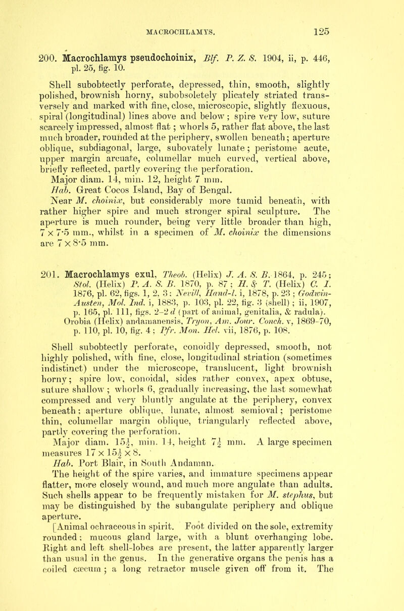 200. Macrochlamys pseudochoinix, Blf. P. Z. S. 1904, ii, p. 446, pi. 25, fig. 10. Shell subobtectly perforate, depressed, thin, smooth, slightly polished, brownish horny, subobsoletety plicately striated trans- versely and marked with fine, close, microscopic, slightly flexuous, spiral (longitudinal) lines above and below; spire very low, suture scarcely impressed, almost flat; whorls 5, rather flat above, the last much broader, rounded at the periphery, swollen beneath; aperture oblique, subdiagonal, large, subovately lunate; peristome acute, upper margin arcuate, columellar much curved, vertical above, briefly reflected, partly covering the perforation. Major diam. 14, min. 12, height 7 mm. Bab. Great Cocos Island, Bay of Bengal. Near M. choinix, but considerably more tumid beneath, with rather higher spire and much stronger spiral sculpture. The aperture is much rounder, being very little broader than high, 7 x 7*5 mm., whilst in a specimen of M. choinicc the dimensions are 7 X 8*5 mm. 201. Macrochlamys exul, Theob. (Helix) J. A. S. 77 1864, p. 245; Stol. (Helix) P. A. S. B. 1870, p. 87 ; H. $ T. (Helix) C. I. 1876, pi. 62, figs. 1, 2, 3; Nevill, Hand-l. i, 1878, p. 23 ; Godwin- Austen, Mol. Ind. i, 1883, p. 103, pi. 22, fig. 3 (shell) ; ii, 1907, p. 165, pi. Ill, figs. 2-2 d (part of animal, genitalia, & radula). Orobia (Helix) andamanensis, Tn/on, Am. Jour. Concli. v, 1869-70, p. 110, pi. 10, fig. 4 ; Pfr. Mon. Mel. vii, 1876, p. 108. Shell subobtectly perforate, conoidly depressed, smooth, not highly polished, with fine, close, longitudinal striation (sometimes indistinct) under the microscope, translucent, light brownish horny; spire low, conoidal, sides rather convex, apex obtuse, suture shallow ; whorls 6, gradually increasing, the last somewhat compressed and very bluntly angulate at the periphery, convex beneath; aperture oblique, lunate, almost semioval; peristome thin, columellar margin oblique, triangularly reflected above, partly covering the perforation. Major diam. 15|, min. 14, height 7| mm. A large specimen measures 17 x 15 j x 8. Bab. Port Blair, in South Andaman. The height of the spire varies, and immature specimens appear flatter, more closely wound, and much more angulate than adults. Such shells appear to be frequently mistaken for M. stephus, but may be distinguished by the subangulate periphery and oblique aperture. [Animal ochraceousin spirit. Foot, divided on the sole, extremity rounded; mucous gland large, with a blunt overhanging lobe. Bight and left shell-lobes are present, the latter apparently larger than usual in the genus. In the generative organs the penis has a coiled caecum ; a long retractor muscle given off from it. The