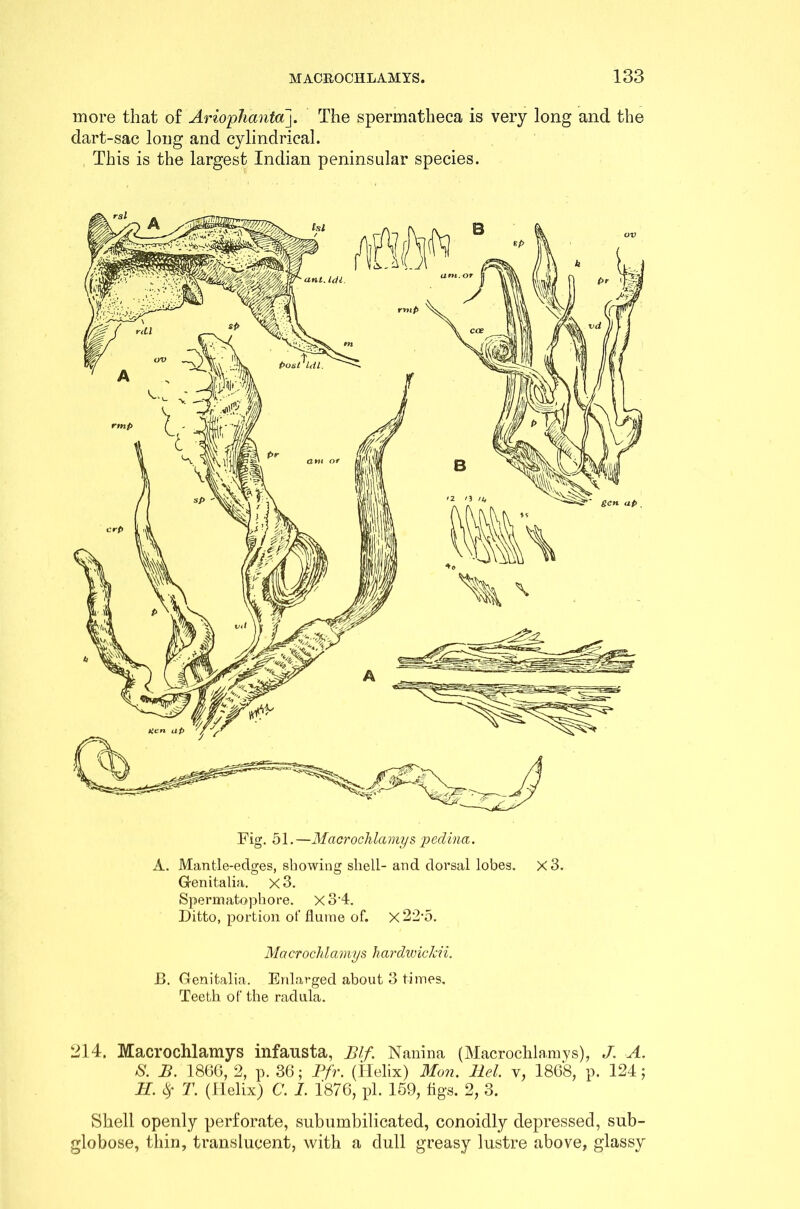 more that of Ariophanta]. The spermatheca is very long and the dart-sac long and cylindrical. This is the largest Indian peninsular species. Fig. 51.—Macrochlamys pedina. A. Mantle-edges, showing shell- and dorsal lobes. x3. Genitalia. x3. Spermatophore. x3-4. Ditto, portion of flume of. x22-5. Ma crochlamys Tiardwickii. B. Genitalia. Enlarged about 3 times. Teeth of the radula. 214. Macrochlamys infausta, Blf. Nanina (Macrochlamys), J. A. S. B. 1866, 2, p. 36; Pfr. (Helix) Mon. Bel. y, 1868, p. 124; H. # T. (Helix) C. I. 1876, pi. 159, figs. 2, 3. Shell openly perforate, subumbilicated, conoidly depressed, sub- globose, thin, translucent, with a dull greasy lustre above, glassy