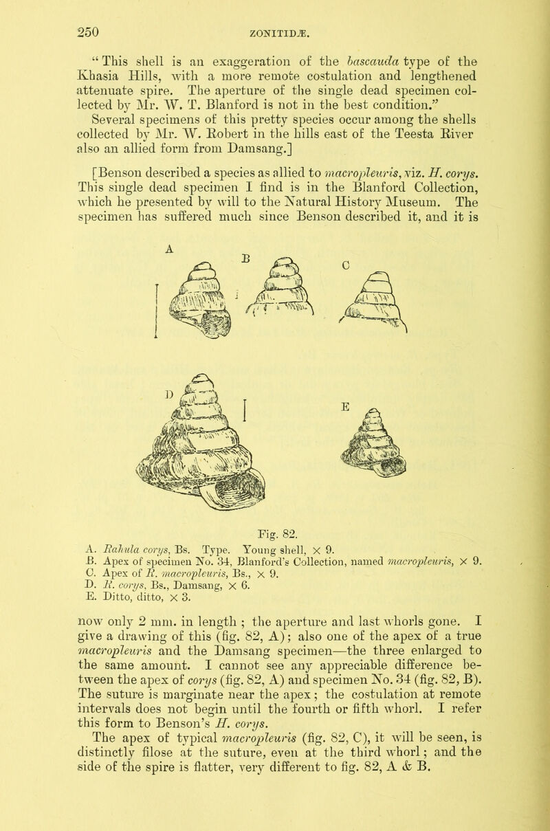 “ This shell is an exaggeration of the bciscauda type of the Khasia Hills, with a more remote costulation and lengthened attenuate spire. The aperture of the single dead specimen col- lected by Mr. W. T. Blanford is not in the best condition.” Several specimens of this pretty species occur among the shells collected by Mr. W. Robert in the hills east of the Teesta River also an allied form from Damsang.] [Benson described a species as allied to macropleuris, viz. IT. corys. This single dead specimen I find is in the Blanford Collection, which he presented by will to the Natural History Museum. The specimen has suffered much since Benson described it, and it is Fig. 82. A. Bahula corys, Bs. Type. Young shell, X 9. B. Apex of specimen No. 34, Blanford’s Collection, named macropleuris, X 9. C. Apex of B. macropleuris, Bs., x 9. D. B. corys, Bs., Damsang, X 6. E. Ditto, ditto, x 3. now only 2 mm. in length ; the aperture and last whorls gone. I give a drawing of this (fig. 82, A); also one of the apex of a true macropleuris and the Damsang specimen—the three enlarged to the same amount. I cannot see any appreciable difference be- tween the apex of corys (fig. 82, A) and specimen No. 34 (fig. 82, B). The suture is marginate near the apex; the costulation at remote intervals does not begin until the fourth or fifth whorl. I refer this form to Benson’s H. corys. The apex of typical macropleuris (fig. 82, C), it will be seen, is distinctly filose at the suture, even at the third whorl; and the side of the spire is flatter, very different to fig. 82, A & B.