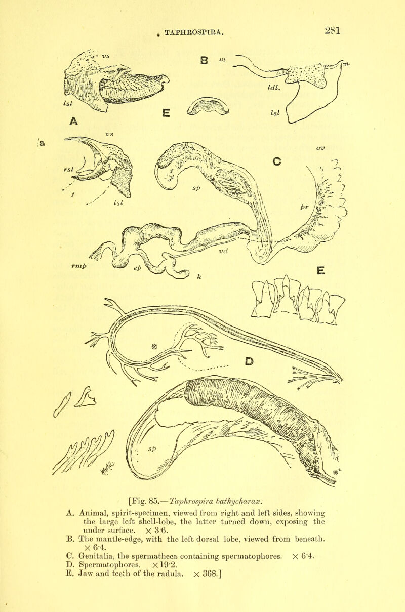 TAPHROSPTRA. vs [Fig. 85.— Taphrospira bathycharax. A. Animal, spirit-specimen, viewed from right and left sides, showing the large left shell-lobe, the latter turned down, exposing the under surface. X 3'6. B. The mantle-edge, with the left dorsal lobe, viewed from beneath. X 6-4. C. Genitalia, the spermatheca containing spermatophores. X 6‘4. D. Spermatophores. x 19'2. E. Jaw and teeth of the radula. X 368.]