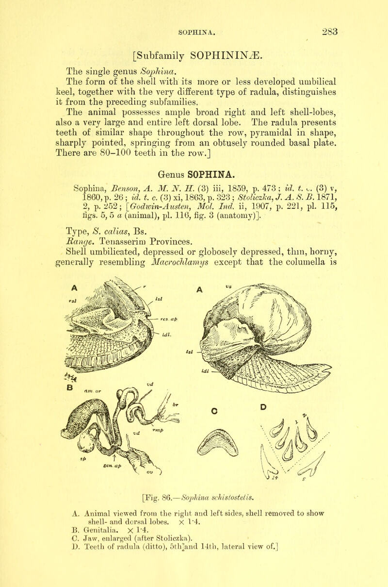 [Subfamily SOPHININ^E. The single genus Sojphina. The form of the shell with its more or less developed umbilical keel, together with the very different type of radula, distinguishes it from the preceding subfamilies. The animal possesses ample broad right and left shell-lobes, also a very large and entire left dorsal lobe. The radula presents teeth of similar shape throughout the row, pyramidal in shape, sharply pointed, springing from an obtusely rounded basal plate. There are 80-100 teeth in the row.] Genus SOPHINA. Sophina, Benson, A. M. N. H. (3) iii, 1859, p. 473 ; id. t. (3) v, 1860, p. 26 ; id. t. c. (3) xi, 1863, p. 323 ; Stoliczka, J. A. S. B. 1871, 2, p. 252 j [Godivin-Austen, Mol. Ind. ii, 1907, p. 221, pi. 115, figs. 5, 5 a (animal), pi. 116, fig. 3 (anatomy)]. Type, S. ccdias, Bs. Range. Tenasserim Provinces. Shell umbilicated, depressed or globosely depressed, thin, horny, generally resembling MacrocJilamys except that the columella is [Fig. 86.—Sophina schistostelis. A. Animal viewed from the right and left sides, shell removed to show shell- and dorsal lobes. X 1'4. B. Genitalia. X 1*4. C. Jaw, enlarged (after Stoliczka). 13. Teeth of radula (ditto), 5tlrand 14th, lateral view of.]