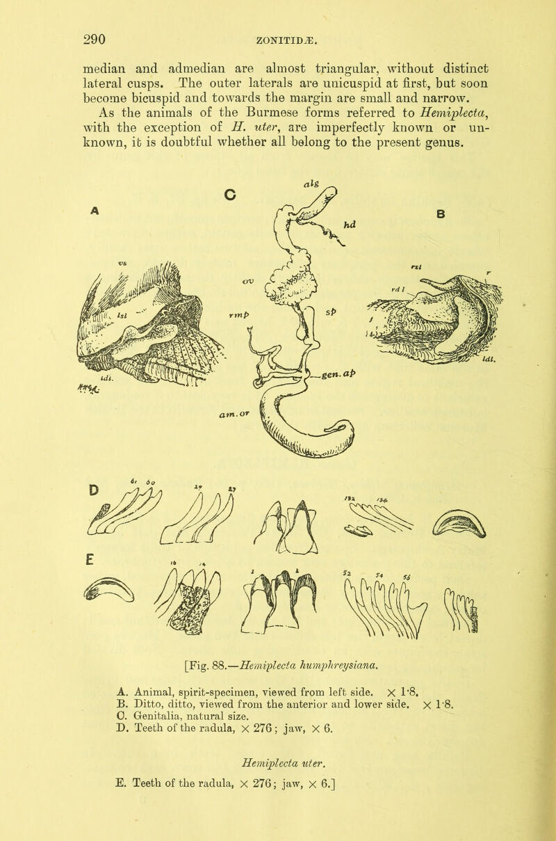 median and admedian are almost triangular, without distinct lateral cusps. The outer laterals are unicuspid at first, but soon become bicuspid and towards the margin are small and narrow. As the animals of the Burmese forms referred to Hemiplecta, with the exception of H. uter, are imperfectly known or un- known, it is doubtful whether all belong to the present genus. [Fig. 88.—Hemi'plecta humphreysiana. A. Animal, spirit-specimen, viewed from left side. X T8. B. Ditto, ditto, viewed from the anterior and lower side. X 1‘8. 0. Genitalia, natural size. D. Teeth of the radula, X 276 ; jaw, X 6. Herniplecta uter. E. Teeth of the radula, X 276; jaw, x 6.]