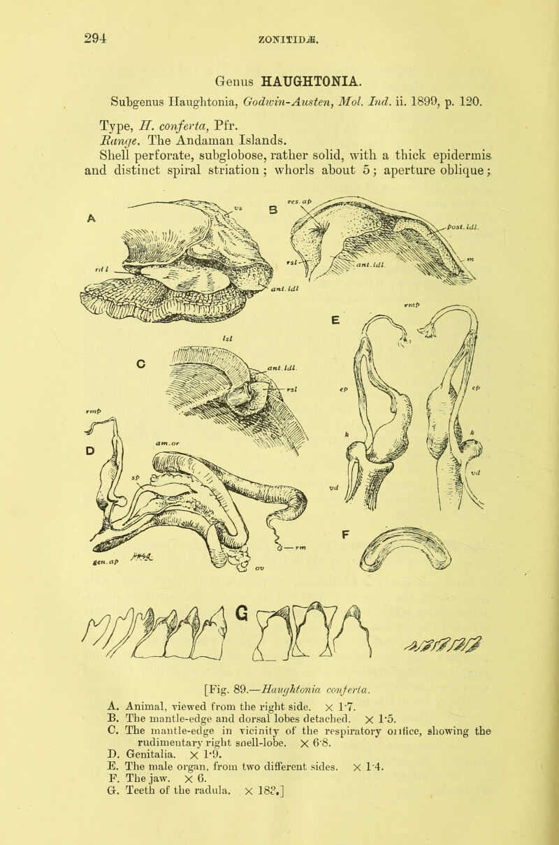 Genus HAUGHTONIA. Subgenus Haughtonia, Godivin-Austen, Mol. Ind. ii. 1899, p. 120. Type, H. conferta, Pfr. Range. The Andaman Islands. Shell perforate, subglobose, rather solid, with a thick epidermis and distinct spiral striation; whorls about 5; aperture oblique; [Fig. 89.—Haughtonia conjerta. A. Animal, viewed from the right side, x 17. B. The mantle-edge and dorsal lobes detached. X 1*5. C. The mantle-edge in vicinity of the respiratory onfice, showing the rudimentary right snell-lobe. X 6’8. D. Genitalia. X 1*9. E. The male organ, from two different sides. X 1‘4. F. The jaw. x 6. G. Teeth of the radula. X 18?.]