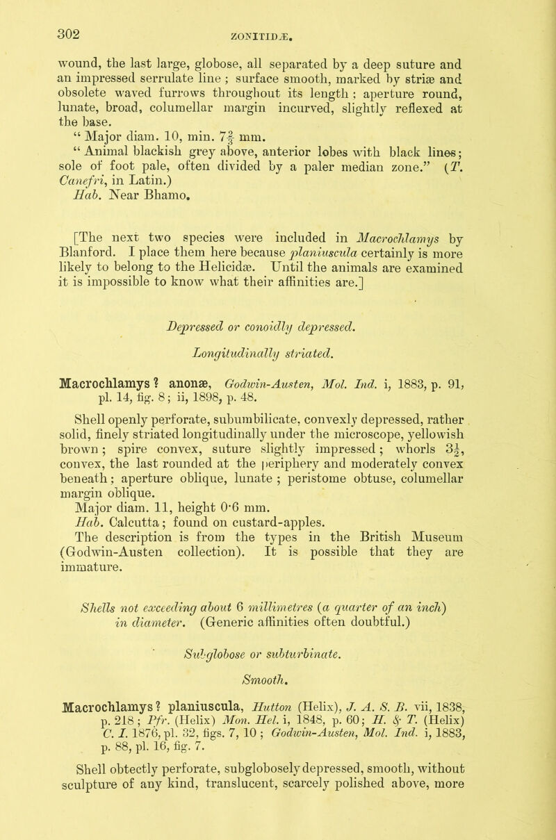 wound, the last large, globose, all separated by a deep suture and an impressed serrulate line ; surface smooth, marked by striae and obsolete waved furrows throughout its length ; aperture round, lunate, broad, columellar margin incurved, slightly reflexed at the base. “ Major diam. 10, min. 7-f mm. “ Animal blackish grey above, anterior lobes with black lines; sole of foot pale, often divided by a paler median zone.” (T7. Canefri, in Latin.) Hab. Near Bhamo. [The next two species were included in MacrocJilamys by Blanford. I place them here because planiuscida certainly is more likely to belong to the Helicidae. Until the animals are examined it is impossible to know what their affinities are.] Depressed or conoidly depressed. Longitudinally striated. Macrochlamys ? anonse, Godwin-Austen, Mol. Ind. i, 1883, p. 91, pi. 14, fig. 8; ii, 1898, p. 48. Shell openly perforate, subumbilicate, convexly depressed, rather solid, finely striated longitudinally under the microscope, yellowish brown; spire convex, suture slightly impressed; whorls 3 j, convex, the last rounded at the periphery and moderately convex beneath; aperture oblique, lunate ; peristome obtuse, columellar margin oblique. Major diam. 11, height 0*6 mm. Hab. Calcutta; found on custard-apples. The description is from the types in the British Museum (Godwin-Austen collection). It is possible that they are immature. Shells not exceeding about 6 millimetres (a quarter of an inch) in diameter. (Generic affinities often doubtful.) Sub globose or subturbinate. Smooth. Macrochlamys ? planiuscula, Hutton (Helix), J. A. S. B. vii, 1838, p. 218 ; Pfr. (Helix) Mon. Hel. i, 1848, p. 60; H $ T. (Helix) C. I. 1876, pi. 32, figs. 7, 10 ; Godwin-Austen, Mol. Ind. i, 1883, p. 88, pi. 16, fig. 7. Shell obtectly perforate, subglobosely depressed, smooth, without sculpture of any kind, translucent, scarcely polished above, more