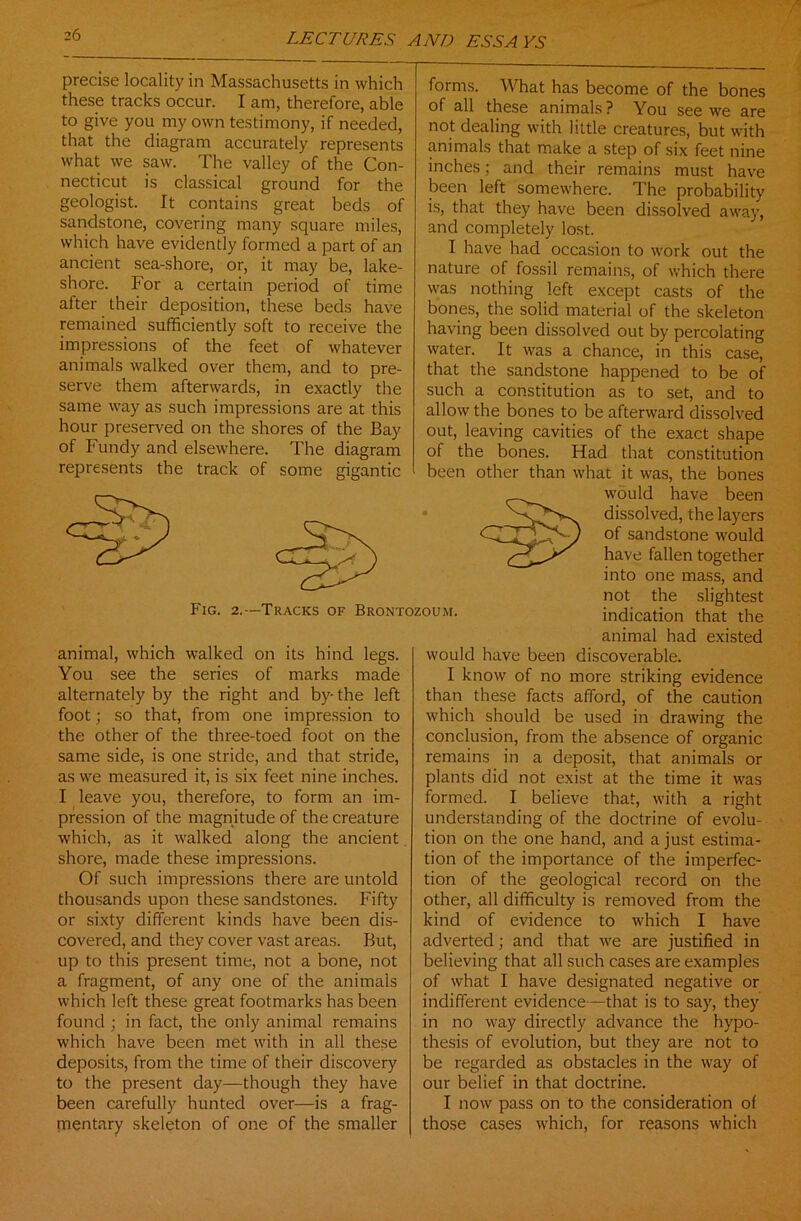 precise locality in Massachusetts in which these tracks occur. I am, therefore, able to give you my own testimony, if needed, that the diagram accurately represents what we saw. The valley of the Con- necticut is classical ground for the geologist. It contains great beds of sandstone, covering many square miles, which have evidently formed a part of an ancient sea-shore, or, it may be, lake- shore. For a certain period of time after their deposition, these beds have remained sufficiently soft to receive the impressions of the feet of whatever animals walked over them, and to pre- serve them afterwards, in exactly the same way as such impressions are at this hour preserved on the shores of the Bay of Fundy and elsewhere. The diagram represents the track of some gigantic forms. What has become of the bones of all these animals? You see we are not dealing with little creatures, but with animals that make a step of six feet nine inches: and their remains must have been left somewhere. The probability is, that they have been dissolved away, and completely lost. I have had occasion to work out the nature of fossil remains, of which there was nothing left except casts of the bones, the solid material of the skeleton having been dissolved out by percolating water. It was a chance, in this case, that the sandstone happened to be of such a constitution as to set, and to allow the bones to be afterward dissolved out, leaving cavities of the exact shape ot the bones. Had that constitution been other than what it was, the bones would have been dissolved, the layers of sandstone would have fallen together into one mass, and not the slightest Fig. 2.-Tracks of Brontozoum. indication that the animal had existed would have been discoverable. I know of no more striking evidence than these facts afford, of the caution which should be used in drawing the conclusion, from the absence of organic remains in a deposit, that animals or plants did not exist at the time it was formed. I believe that, with a right understanding of the doctrine of evolu- tion on the one hand, and a just estima- tion of the importance of the imperfec- tion of the geological record on the other, all difficulty is removed from the kind of evidence to which I have adverted; and that we are justified in believing that all such cases are examples of what I have designated negative or indifferent evidence—that is to say, they in no way directly advance the hypo- thesis of evolution, but they are not to be regarded as obstacles in the way of our belief in that doctrine. I now pass on to the consideration of those cases which, for reasons which animal, which walked on its hind legs. You see the series of marks made alternately by the right and by- the left foot; so that, from one impression to the other of the three-toed foot on the same side, is one stride, and that stride, as we measured it, is six feet nine inches. I leave you, therefore, to form an im- pression of the magnitude of the creature which, as it walked along the ancient shore, made these impressions. Of such impressions there are untold thousands upon these sandstones. Fifty or sixty different kinds have been dis- covered, and they cover vast areas. But, up to this present time, not a bone, not a fragment, of any one of the animals which left these great footmarks has been found ; in fact, the only animal remains which have been met with in all these deposits, from the time of their discovery to the present day—though they have been carefully hunted over—is a frag- mentary skeleton of one of the smaller