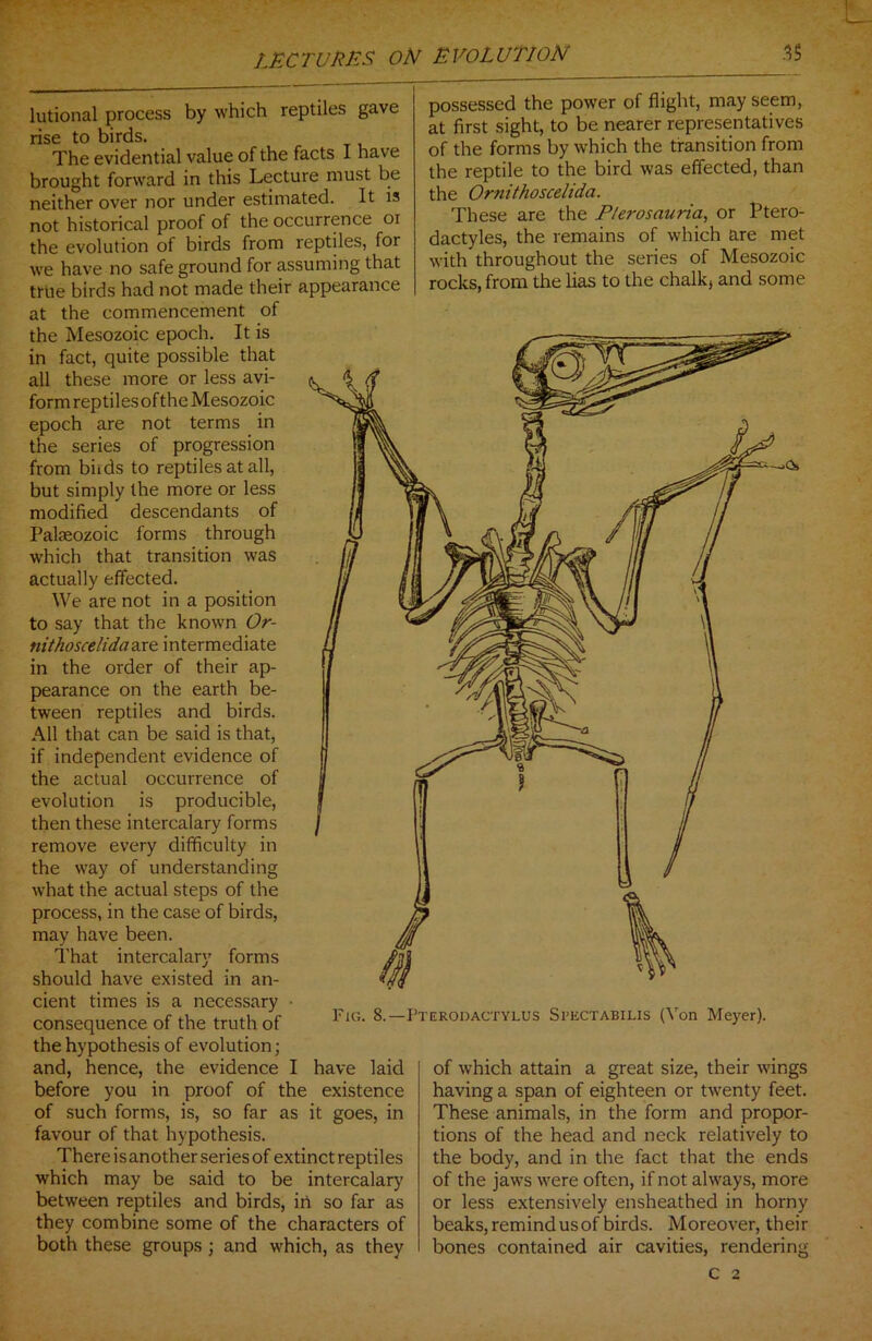 lutional process by which reptiles gave rise to birds. The evidential value of the facts I have brought forward in this Lecture must be neither over nor under estimated. It is not historical proof of the occurrence oi the evolution of birds from reptiles, for we have no safe ground for assuming that true birds had not made their appearance at the commencement of the Mesozoic epoch. It is in fact, quite possible that all these more or less avi- form reptiles of the Mesozoic epoch are not terms in the series of progression from birds to reptiles at all, but simply the more or less modified descendants of Palaeozoic forms through which that transition was actually effected. We are not in a position to say that the known Or- nithosce/idaa.re. intermediate in the order of their ap- pearance on the earth be- tween reptiles and birds. All that can be said is that, if independent evidence of the actual occurrence of evolution is producible, then these intercalary forms remove every difficulty in the way of understanding what the actual steps of the process, in the case of birds, may have been. That intercalary forms should have existed in an- cient times is a necessary consequence of the truth of the hypothesis of evolution; and, hence, the evidence I have laid before you in proof of the existence of such forms, is, so far as it goes, in favour of that hypothesis. There is another series of extinct reptiles which may be said to be intercalary between reptiles and birds, in so far as they combine some of the characters of both these groups ; and which, as they possessed the power of flight, may seem, at first sight, to be nearer representatives of the forms by which the transition from the reptile to the bird was effected, than the Ornithoscelida. These are the Plerosauria, or Ptero- dactyles, the remains of which are met with throughout the series of Mesozoic rocks, from the lias to the chalk, and some of which attain a great size, their wings having a span of eighteen or twenty feet. These animals, in the form and propor- tions of the head and neck relatively to the body, and in the fact that the ends of the jaws were often, if not always, more or less extensively ensheathed in horny beaks, remind us of birds. Moreover, their bones contained air cavities, rendering C 2 Fig. 8.—Pterodactylus Si’ectabilis (Von Meyer).