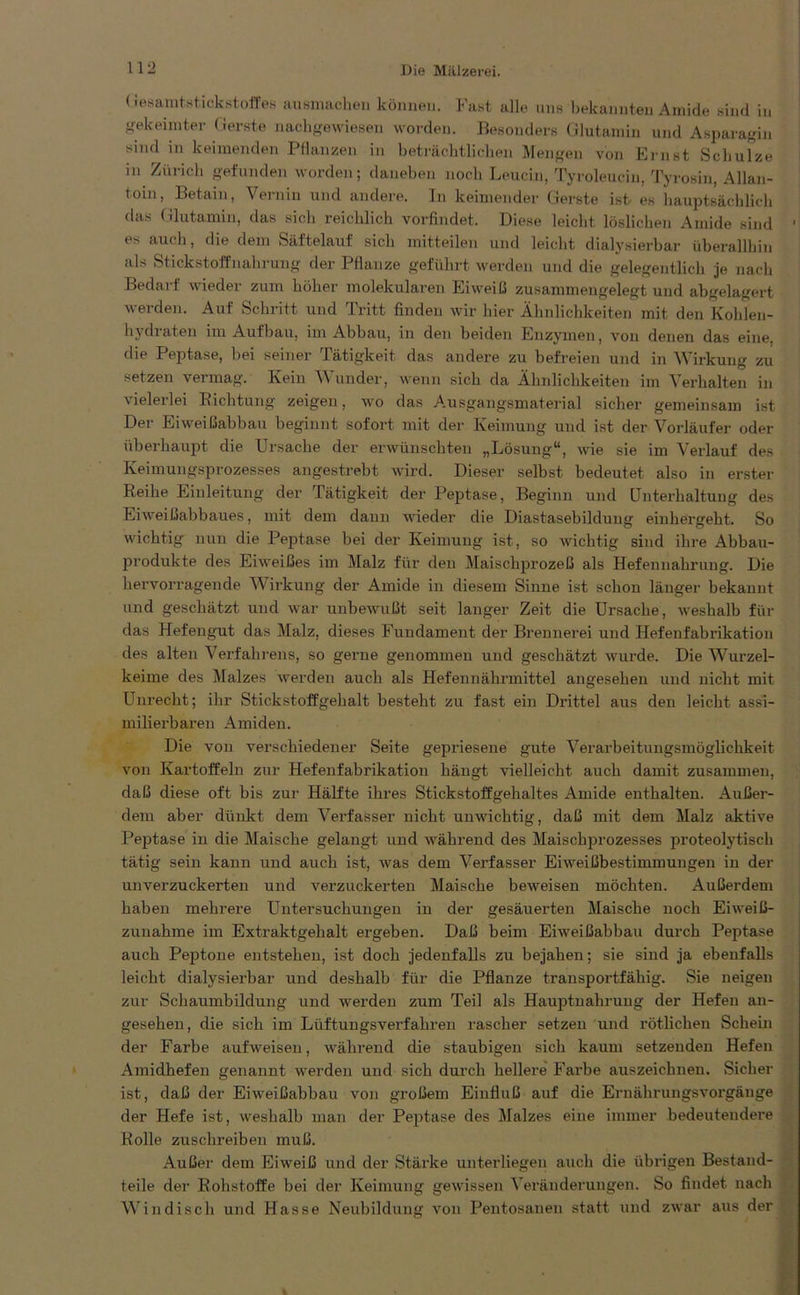 (resamtstickstoffes ausmachen können. Fast alle uns bekannten Amide sind in gekeimter Gerste nachgewiesen worden. Besonders Glutamin und Asparagin sind in keimenden Pflanzen in beträchtlichen Mengen von Ernst Schulze in Zürich gefunden worden; daneben noch Leucin, Tyroleuciu, Tyrosin, Allan- toin, Betain, Vernin und andere. In keimender Gerste ist es hauptsächlich das Glutamin, das sich reichlich vorfindet. Diese leicht löslichen Amide sind 1 es auch, die dein Säftelauf sich mitteilen und leicht dialysierbar überallhin als Stickstoffnahrung der Pflanze geführt werden und die gelegentlich je nach Bedarf wieder zum höher molekularen Eiweiß zusammengelegt und abgelagert werden. Auf Schritt und Tritt finden wir hier Ähnlichkeiten mit den Kohlen- hydraten im Aufbau, im Abbau, in den beiden Enzymen, von denen das eine, die Peptase, bei seiner Tätigkeit das andere zu befreien und in Wirkung zu setzen vermag. Kein AN ander, wenn sich da Ähnlichkeiten im Verhalten in vielerlei Richtung zeigen, wo das Ausgangsmaterial sicher gemeinsam ist Der Eiweißabbau beginnt sofort mit der Keimung und ist der Vorläufer oder überhaupt die Ursache der erwünschten „Lösung“, wie sie im Verlauf des Keimungsprozesses angestrebt wird. Dieser selbst bedeutet also in erster Reihe Einleitung der Tätigkeit der Peptase, Beginn und Unterhaltung des Eiweißabbaues, mit dem dann wieder die Diastasebildung einhergeht. So wichtig nun die Peptase bei der Keimung ist, so wichtig sind ihre Abbau- produkte des Eiweißes im Malz für den Maischprozeß als Hefennahrung. Die hervorragende AA'irkung der Amide in diesem Sinne ist schon länger bekannt und geschätzt und war unbewußt seit langer Zeit die Ursache, weshalb für das Hefengut das Malz, dieses Fundament der Brennerei und Hefenfabrikation des alten Verfahrens, so gerne genommen und geschätzt wurde. Die Wurzel- keime des Malzes werden auch als Hefennährmittel angesehen und nicht mit Unrecht; ihr Stickstoffgehalt besteht zu fast ein Drittel aus den leicht assi- milierbaren Amiden. Die von verschiedener Seite gepriesene gute A^erarbeitungsmögliclikeit von Kartoffeln zur Hefenfabrikation hängt vielleicht auch damit zusammen, daß diese oft bis zur Hälfte ihres Stickstoffgehaltes Amide enthalten. Außer- dem aber dünkt dem Verfasser nicht unwichtig, daß mit dem Malz aktive Peptase in die Maische gelangt und während des Maischprozesses proteolytisch tätig sein kann und auch ist, was dem Verfasser Eiweißbestimmungen in der unverzuckerten und verzuckerten Maische beweisen möchten. Außerdem haben mehrere Untersuchungen in der gesäuerten Maische noch Eiweiß- zunahme im Extraktgehalt ergeben. Daß beim Eiweißabbau durch Peptase auch Peptone entstehen, ist doch jedenfalls zu bejahen; sie sind ja ebenfalls leicht dialysierbar und deshalb für die Pflanze transportfähig. Sie neigen zur Schaumbildung und werden zum Teil als Hauptnahrung der Hefen an- gesehen, die sich im Lüftungsverfahren rascher setzen und rötlichen Schein der Farbe auf weisen, während die staubigen sich kaum setzenden Hefen Amidhefen genannt werden und sich durch hellere Farbe auszeichnen. Sicher ist, daß der Eiweißabbau von großem Einfluß auf die Ernährungsvorgänge der Hefe ist, weshalb man der Peptase des Malzes eine immer bedeutendere Rolle zuschreiben muß. Außer dem Eiweiß und der Stärke unterliegen auch die übrigen Bestand- teile der Rohstoffe bei der Keimung gewissen A’eränderuugen. So findet nach Windisch und Hasse Neubildung von Pentosanen statt und zwar aus der