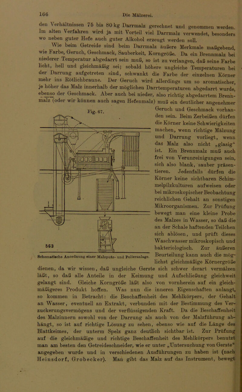 den Verhältnissen 76 bis 80 kg Darrmalz gerechnet und genommen werden. Im alten Verfahren wird ja mit Vorteil viel Darrmalz verwendet, besonders wo neben guter Hefe auch guter Alkohol erzeugt werden soll. Wie beim Getreide sind beim Darrmalz äußere Merkmale maßgebend, wie Farbe, Geruch, Geschmack, Sauberkeit, Korngröße. Da ein Brennmalz bei’ niederer Temperatur abgedarrt sein muß, so ist zu verlangen, daß seine Farbe licht, hell und gleichmäßig sei; sobald höhere ungleiche Temperaturen bei dei Daiiung aufgetreten sind, schwankt die Farbe der einzelnen Körner mehr ins Rötlichbraune. Der Geruch wird allerdings um so aromatischer, je höher das Malz innerhalb der möglichen Darrtemperaturen abgedarrt wurde,’ ebenso der Geschmack. Aber auch bei nieder, also richtig abgedarrtem Brenn- malz (oder wir können auch sagen Hefenmalz) muß ein deutlicher angenehmer Geruch und Geschmack vorhan- den sein. Beim Zerbeißen dürfen die Körner keine Schwierigkeiten machen, wenn richtige Mälzung und Darrung vorliegt, wenn das Malz also nicht „ glasig u ist. Ein Brennmalz muß auch frei von Verunreinigungen sein, sich also blank, sauber präsen- tieren. Jedenfalls dürfen die Körner keine sichtbaren Schim- melpilzkulturen aufweisen oder bei mikroskopischer Beobachtung reichlichen Gehalt an sonstigen Mikroorganismen. Zur Prüfung bewegt man eine kleine Probe des Malzes in Wasser, so daß die an der Schale haftenden Teilchen sich ablösen, und prüft dieses Waschwasser mikroskopisch und bakteriologisch. Zur äußeren Beurteilung kann auch die mög- lichst gleichmäßige Körnergröße dienen, da wir wissen, daß ungleiche Gerste sich schwer derart vermälzen läßt, so daß alle Anteile in der Keimung und Aufschließung gleichweit gelangt sind. Gleiche Korngröße läßt also von vornherein auf ein gleich- mäßigeres Produkt hoffen. Was nun die inneren Eigenschaften anlangt, so kommen in Betracht: die Beschaffenheit des Mehlkörpers, der Gehalt an Wasser, eventuell an Extrakt, verbunden mit der Bestimmung des Ver- zuckerungsvermögens und der verflüssigenden Kraft. Da die Beschaffenheit des Malzinnern sowohl von der Darrung als auch von der Malzführung ab- hängt, so ist auf richtige Lösung zu sehen, ebenso wie auf die Länge des Blattkeimes, der unterm Spelz ganz deutlich sichtbar ist. Zur Prüfung auf die gleichmäßige und richtige Beschaffenheit des Mehlkörpers benutzt man am besten den Getreideschneider, wie er unter „Untex-suchung von Gei-ste“ angegeben wurde und in verschiedenen Ausführungen zu haben ist (nach Heinsdorf, Grobecker). Man gibt das Malz auf das Instrument, bewegt Fig. 67. Schematische Anordnung einer Malzputz- und Polieranlage.