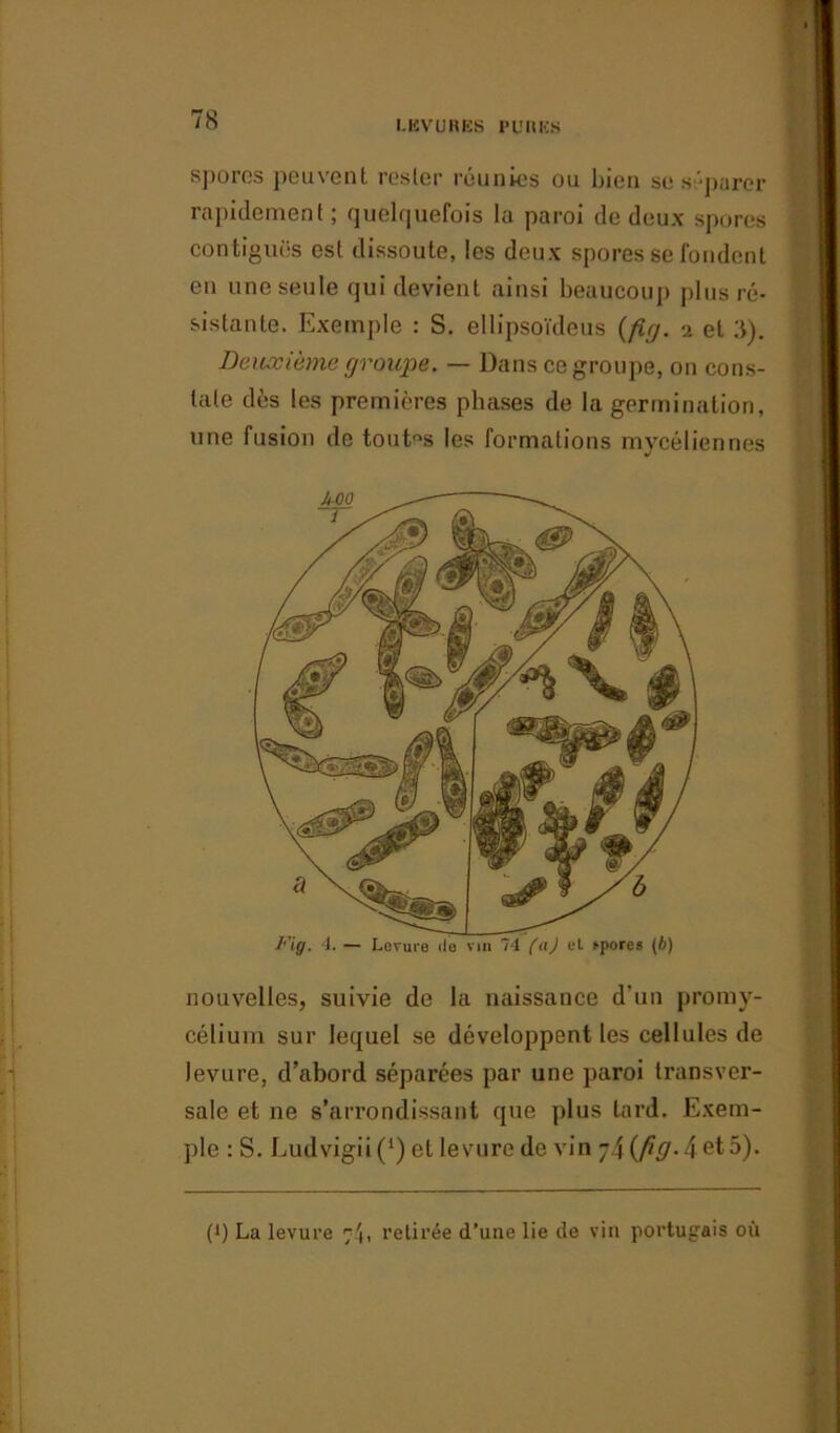 spores peuvent rester réunies ou bien se séparer rapidement; quelquefois la paroi de deux spores contiguës est dissoute, les deux spores se fondent en une seule qui devient ainsi beaucoup plus ré- sistante. Exemple : S. ellipsoïdeus (fig. i et .T). Deuxième groupe. — Dans ce groupe, on cons- tate dès les premières phases de la germination, une fusion de toutes les formations mycéliennes l'ig. 4. — Levure de vin 74 (a) et frpores (b) nouvelles, suivie de la naissance d'un promy- célium sur lequel se développent les cellules de levure, d’abord séparées par une paroi transver- sale et ne s’arrondissant que plus lard. Exem- ple : S. Ludvigii(1) et levure de vin 74 (fig- 4 et 5). (!) La levure 7b retirée d’une lie de vin portugais où