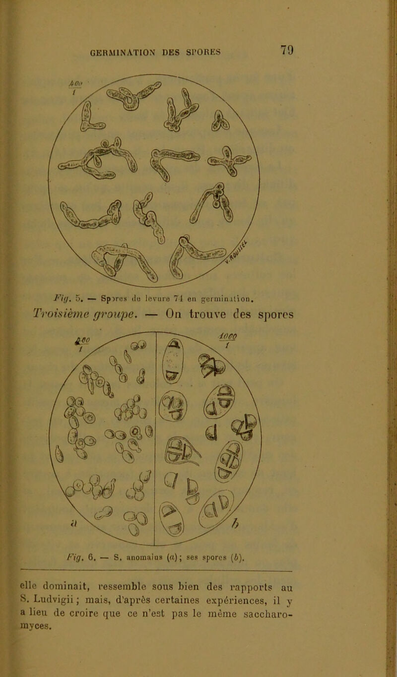 GERMINATION DES Sl’ORES S. Ludvigii ; mais, d’après certaines expériences, il y a lieu de croire que ce n’est pas le même saccharo- myces.