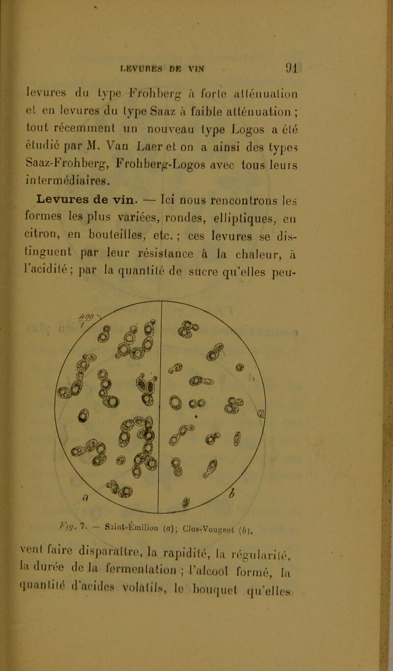 levures du type Frohberg à forle allénualion et en levures du type Saaz à faible atténuation ; tout récemment un nouveau type Logos a été étudié par M. Van Laer et on a ainsi des types Saaz-brobberg, Frohberg-Logos avec tous leurs intermédiaires. Levures de vin. — Ici nous rencontrons les formes les plus variées, rondes, elliptiques, en citron, en bouteilles, etc.; ces levures se dis- tinguent par leur résistance à la chaleur, à 1 acidité; par la quantité de sucre qu’elles peu- /'/</. 7. - Saint-Émilion (a); Clos-Vougeot (4), vent faire disparaître, la rapidité, la régularité, la durée delà fermentation ; l’alcool formé, la quantité d’acides volatils, le bouquet quelles