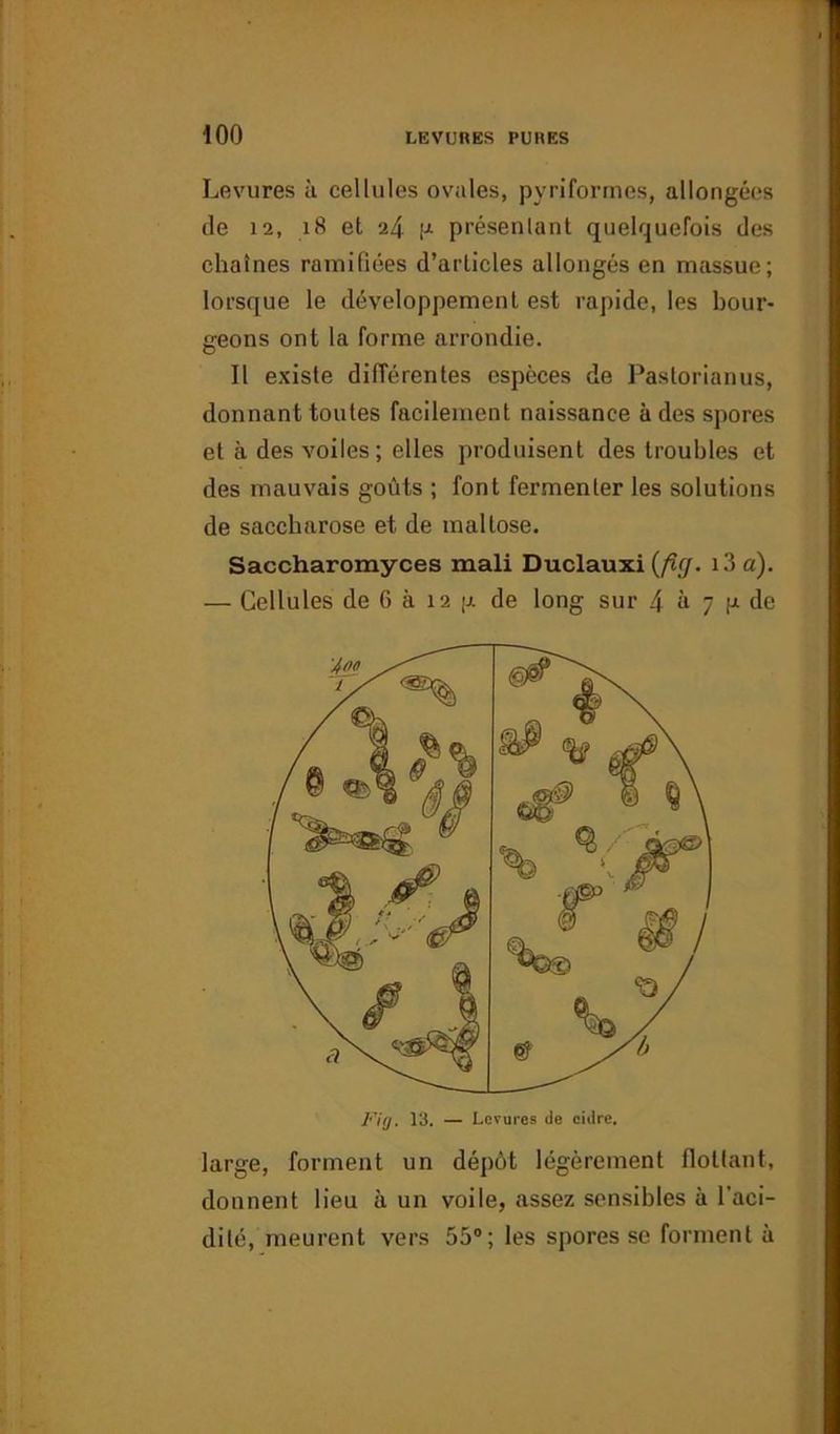 Levures à cellules ovales, pyriformes, allongées de 12, 18 et 24 p préseulant quelquefois des chaînes ramifiées d’articles allongés en massue; lorsque le développement est rapide, les bour- geons ont la forme arrondie. Il existe différentes espèces de Pastorianus, donnant toutes facilement naissance à des spores et à des voiles ; elles produisent des troubles et des mauvais goûts ; font fermenter les solutions de saccharose et de mallose. Saccharomyces mali Duclauxi (fîg. i3a). — Cellules de 6 à 12 p de long sur 4 à 7 p de large, forment un dépôt légèrement flottant, donnent lieu à un voile, assez sensibles à l'aci- dité, meurent vers 55°; les spores se forment à