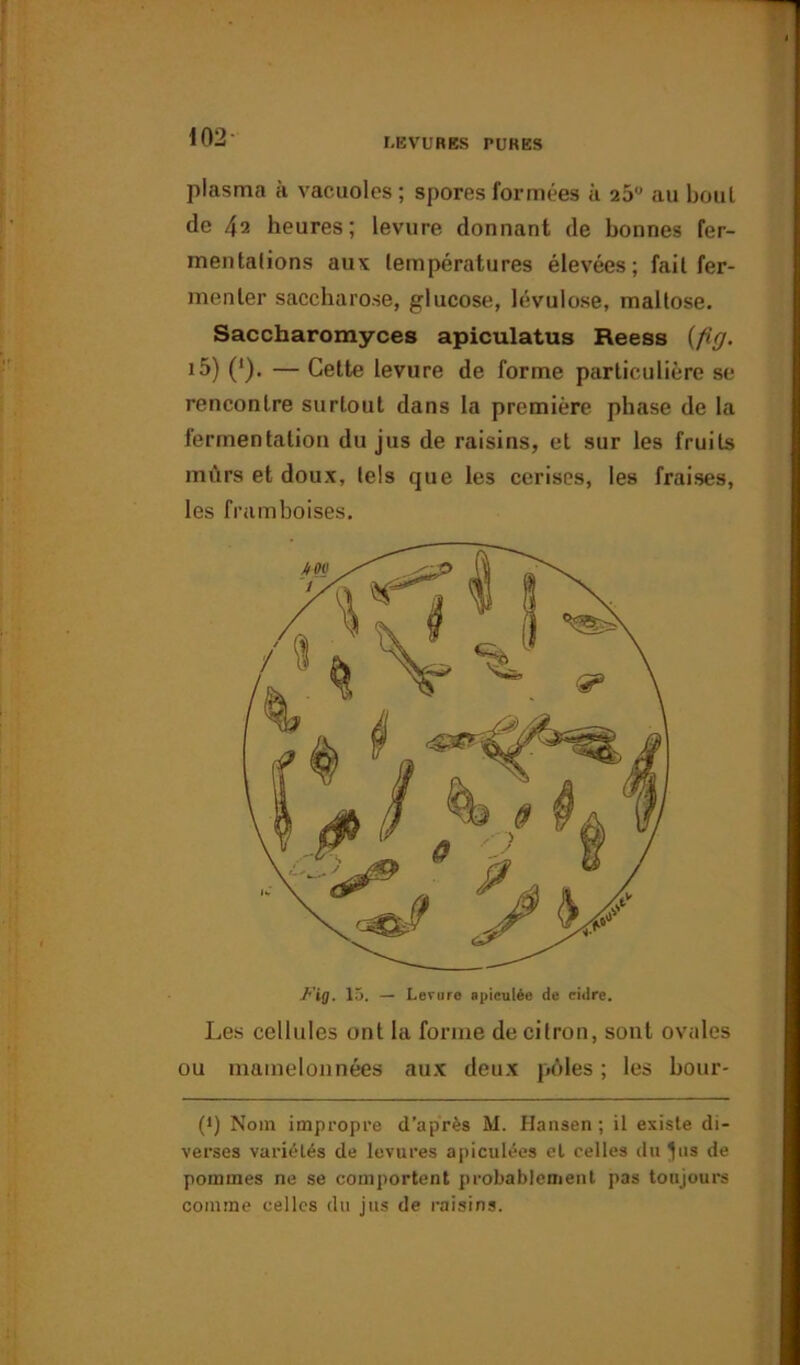 plasma à vacuoles ; spores formées à 25° au bout de 42 heures; levure donnant de bonnes fer- mentations aux températures élevées; fait fer- menter saccharose, glucose, lévulose, maltose. Saccharomyces apiculatus Reess (fù7. i5) (')• — Celte levure de forme particulière se rencontre surtout dans la première phase de la fermentation du jus de raisins, et sur les fruits mûrs et doux, tels que les cerises, les fraises, les framboises. Fig. 15. — Levure spiculée de cidre. Les cellules ont la forme de citron, sont ovales ou mamelonnées aux deux pôles ; les bour- (J) Nom impropre d’après M. Hansen; il existe di- verses variétés de levures apiculées et celles du pis de pommes ne se comportent probablement pas toujours comme celles du jus de raisins.